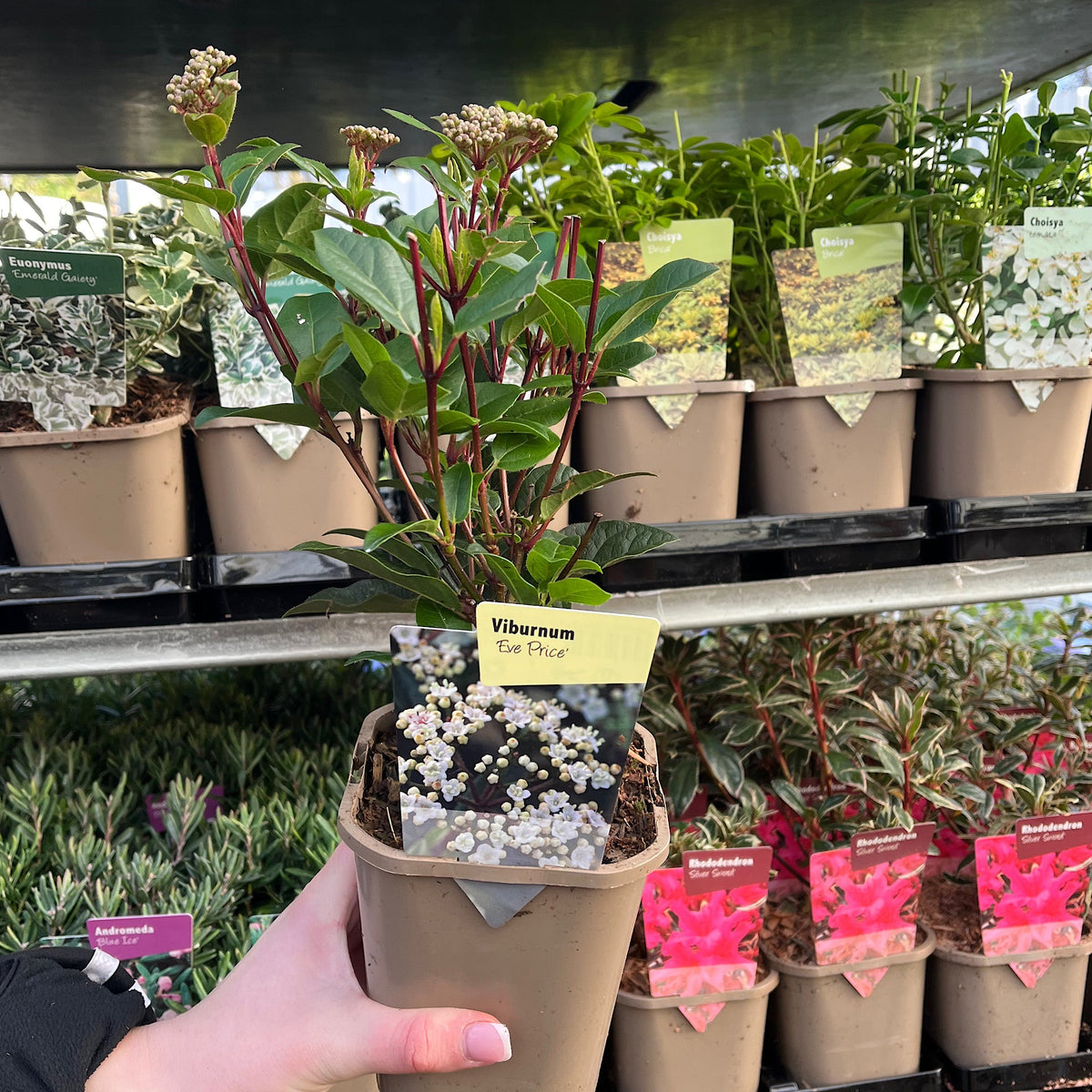A hand holds one of the &quot;5 Shrubs for a Sunny Site (5 x 9cm Shrubs)&quot; at a garden center, with other labeled garden shrubs displayed on shelves in the background.