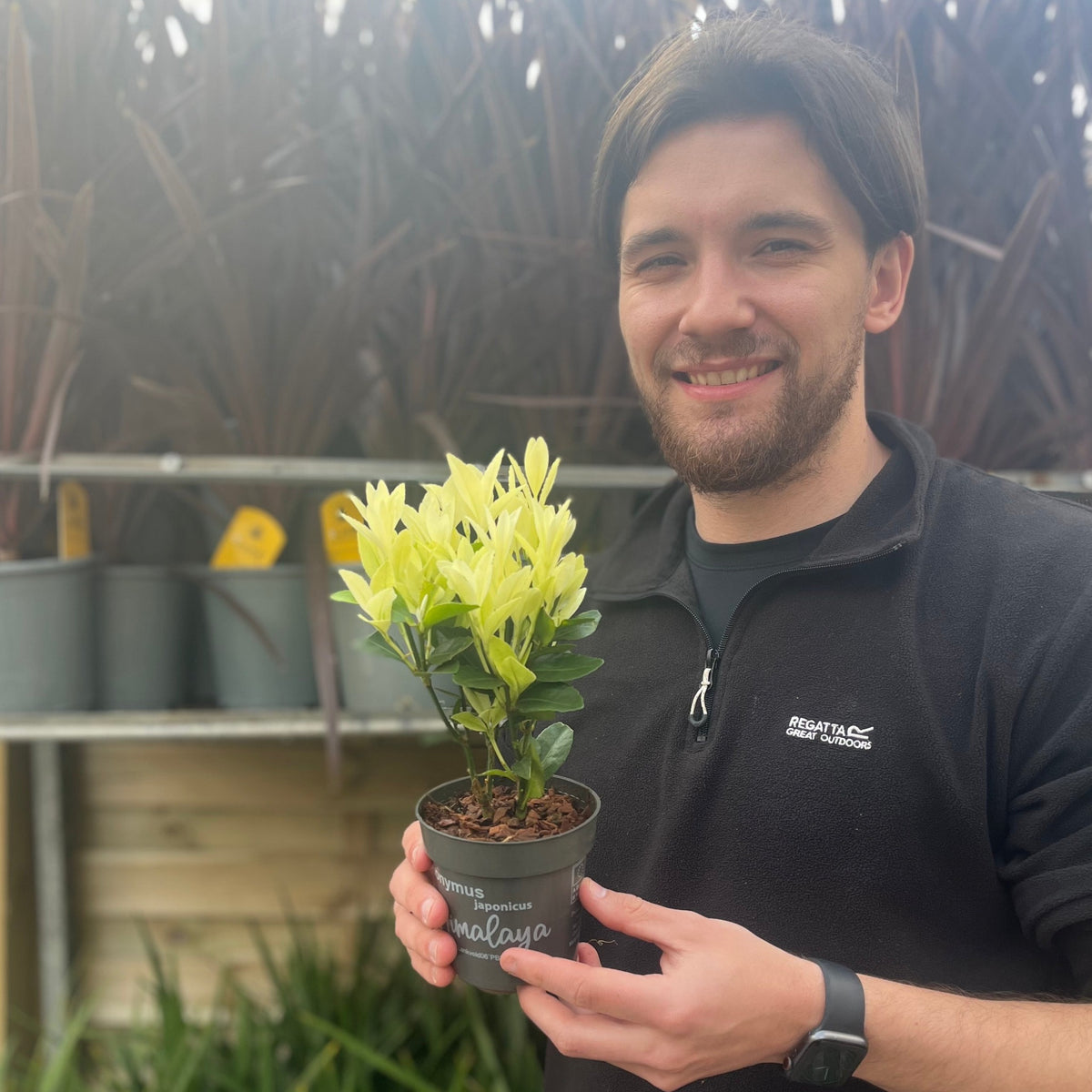Euonymus japonica &#39;Himalaya&#39; 9cm/2L/5L
