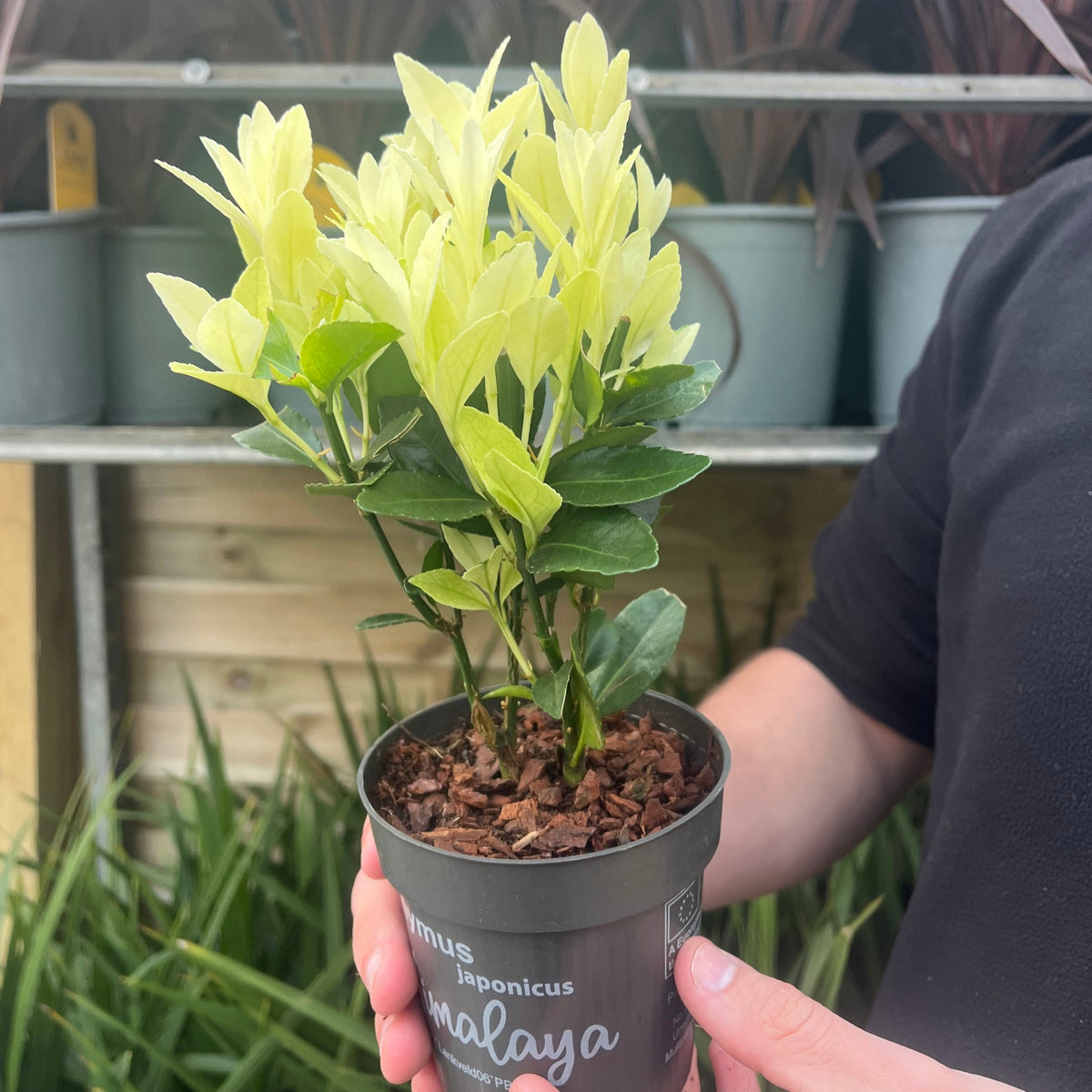 Euonymus japonica &#39;Himalaya&#39; 9cm/2L/5L