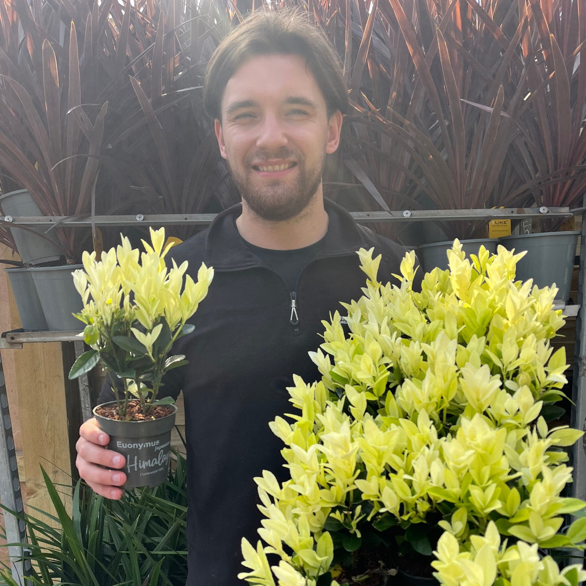Euonymus japonica &#39;Himalaya&#39; 9cm/2L/5L