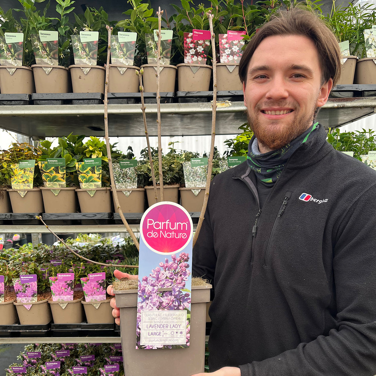 Syringa vulgaris &#39;Lavender Lady&#39; (Lilac)