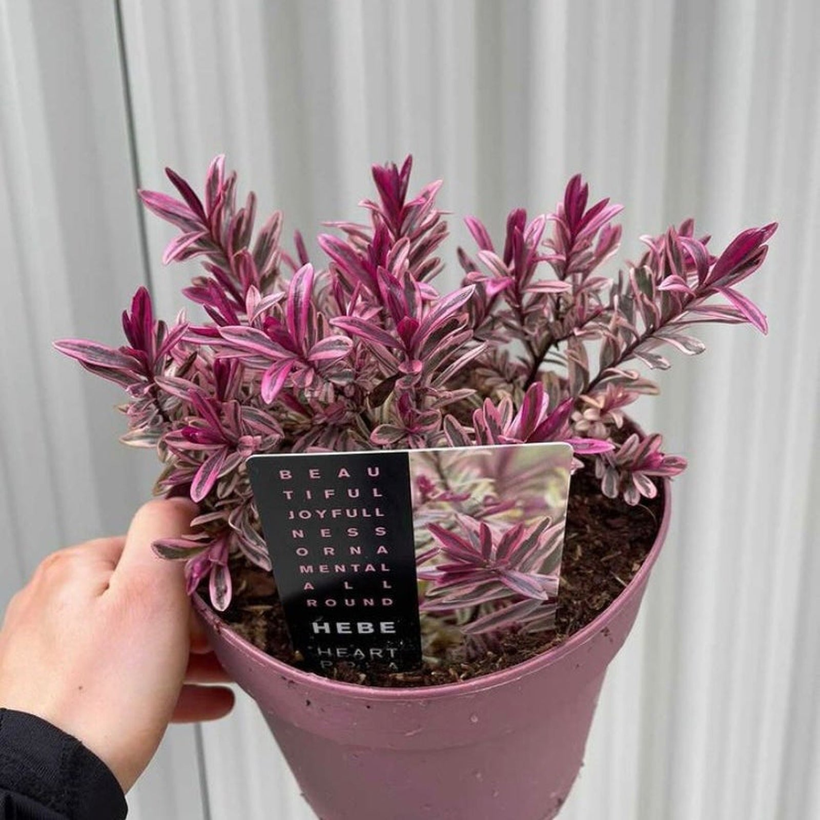 A hand holds a pink pot with Hebe 'Heartbreaker' 2L, an evergreen shrub with variegated green and purple leaves. A tag in the soil reads Beautiful, Joyfulness, Ornamental, All Round, Hebe Heart. The background is a light-colored wall.