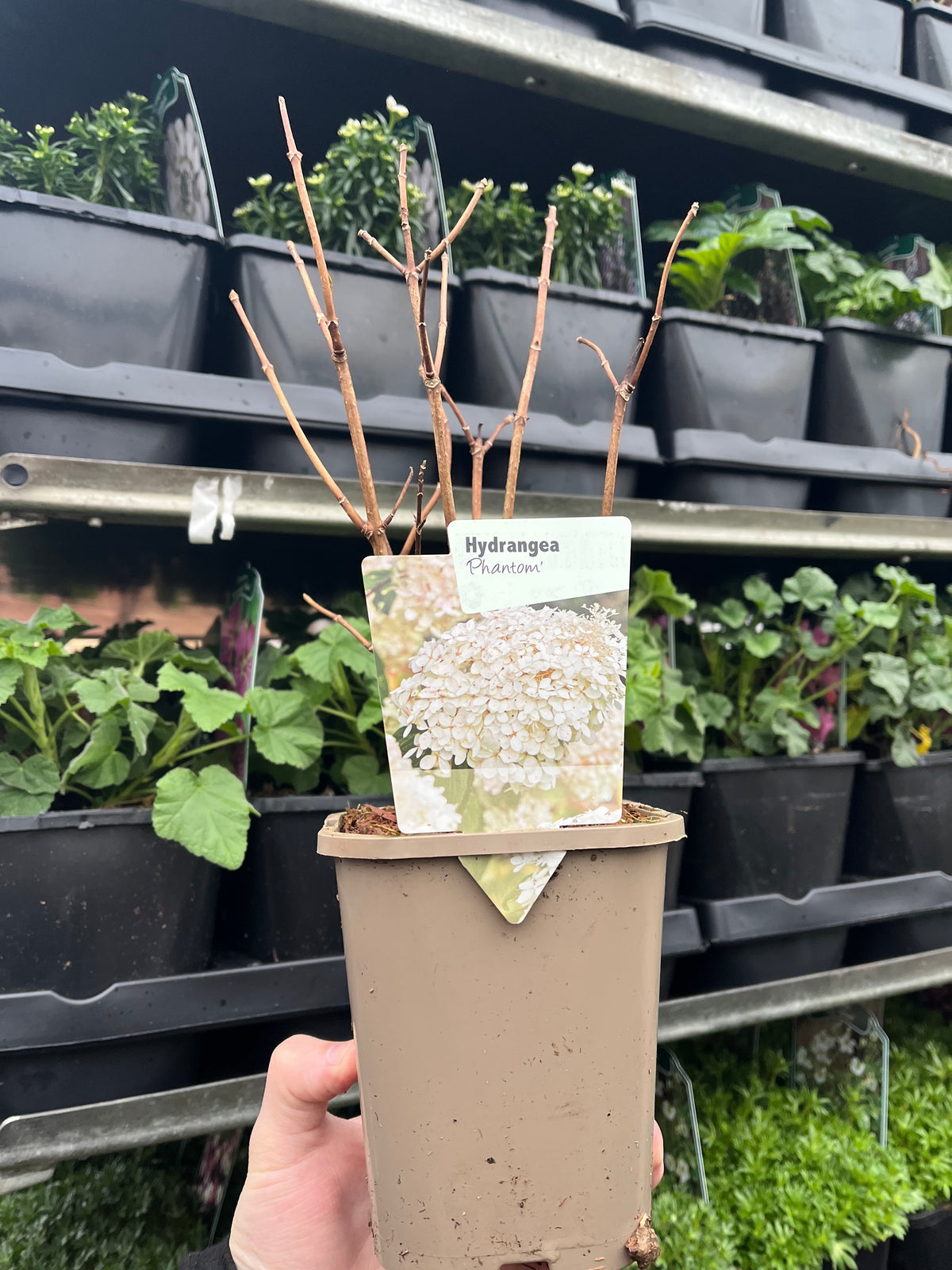 A hand holds a Hydrangea paniculata Phantom 1L (30-40cm inc. pot) in a brown container, with a tag showing white panicles; green potted plants are stacked on shelves in the background.