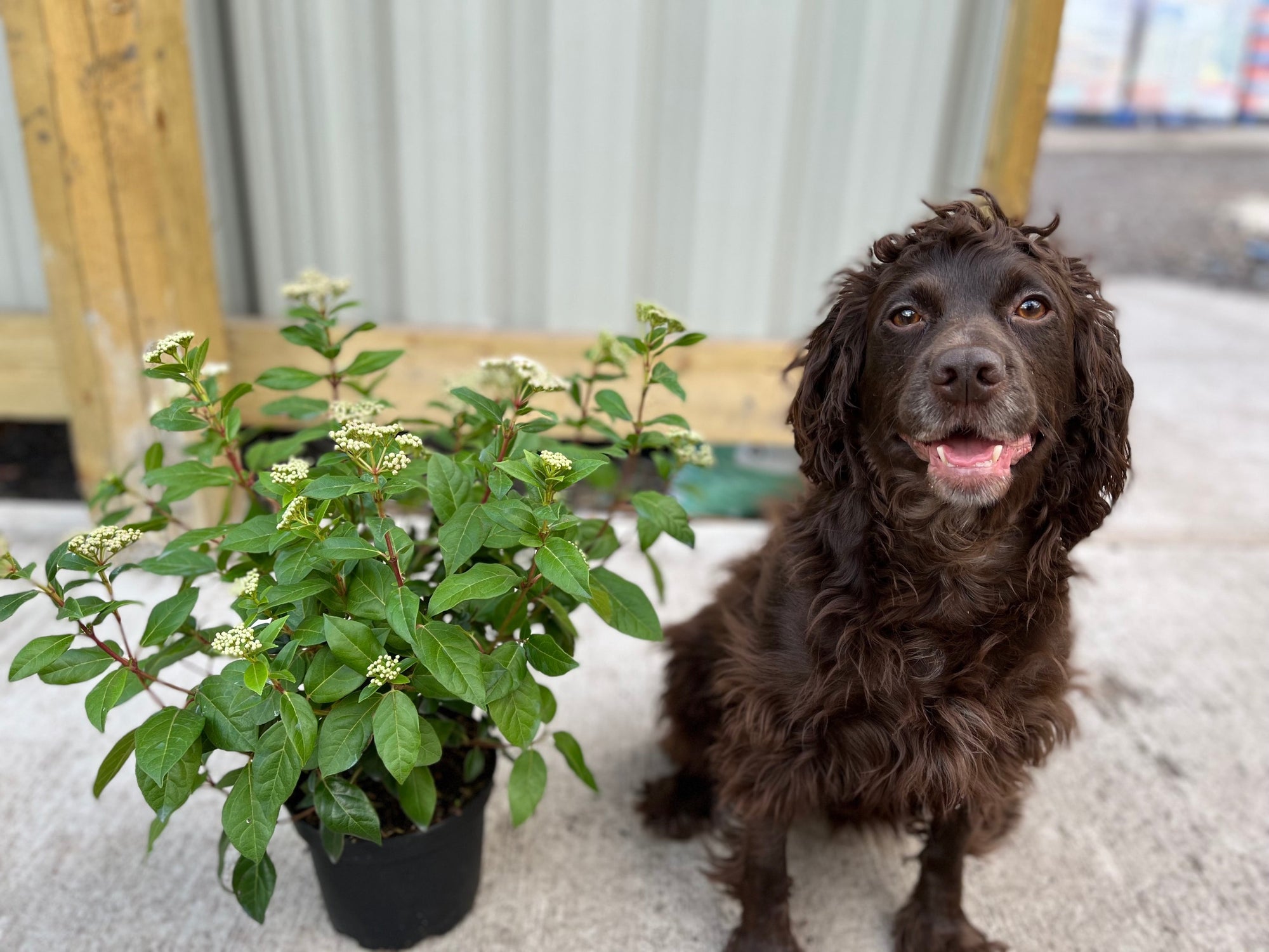 Viburnum tinus Laurustinus 2L