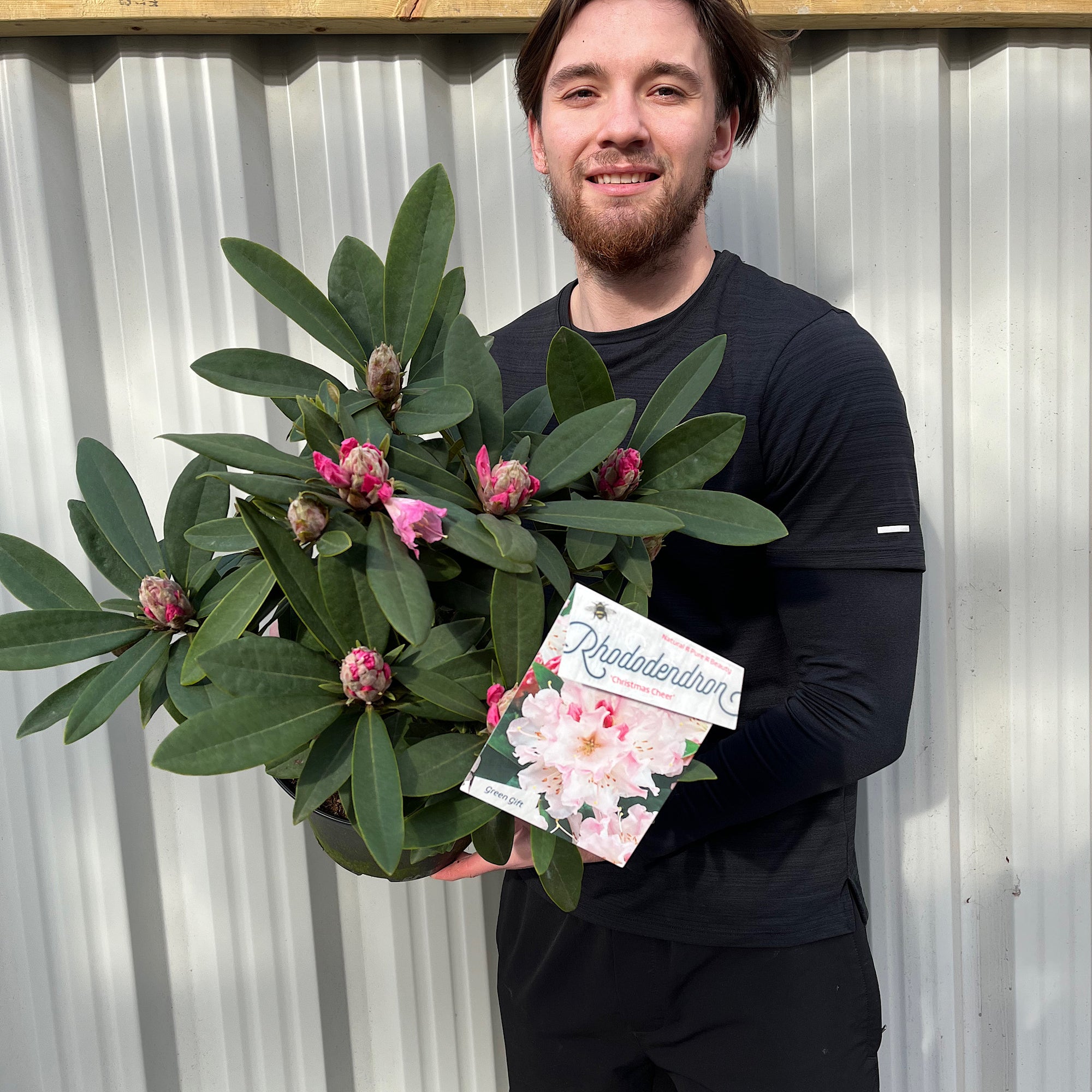 Rhododendron 'Christmas Cheer' 5L | Flowers Late Winter/Early Spring