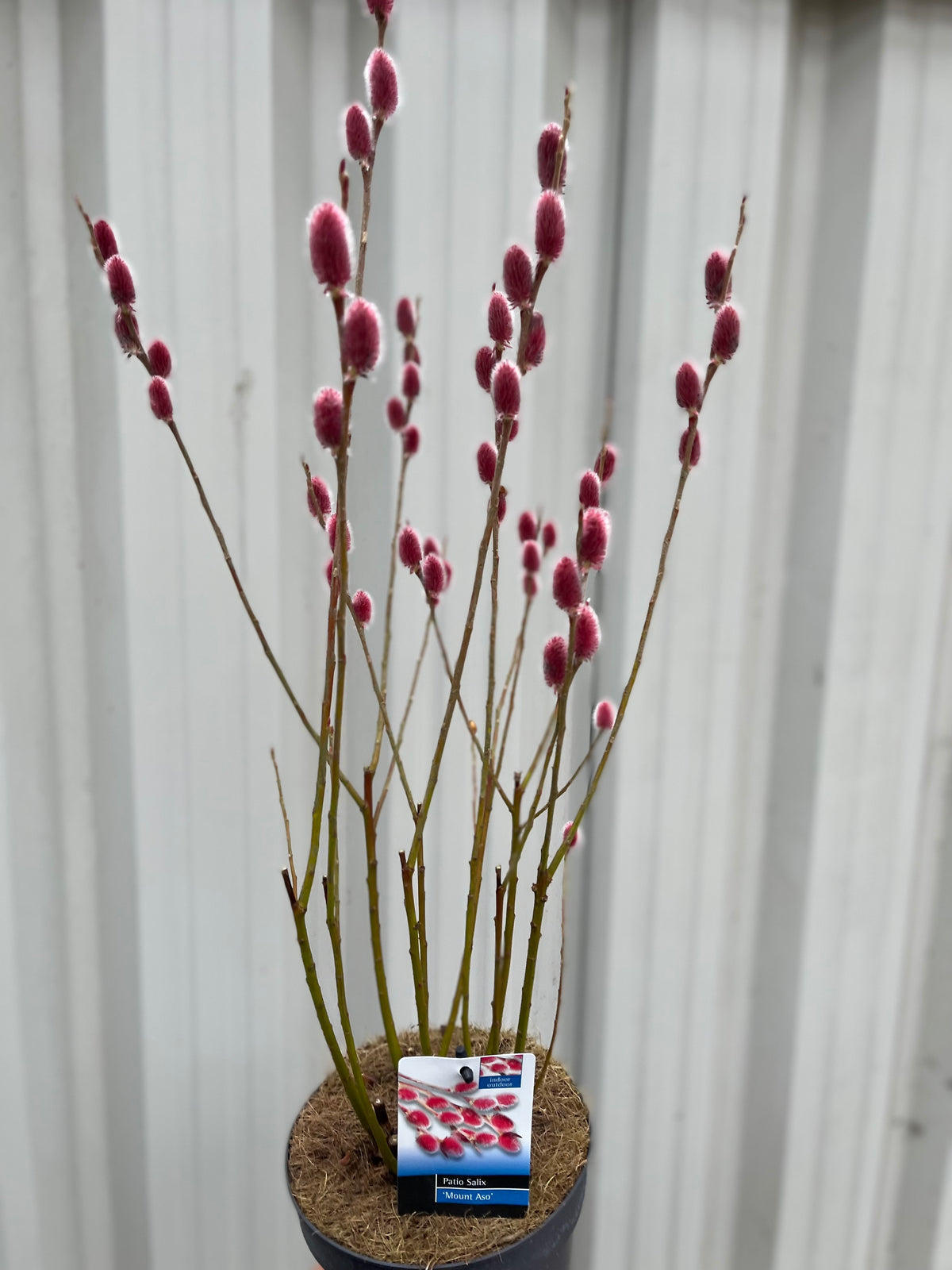 The Salix gracilistyla &#39;Mount Aso&#39; Shrub (Pussy Willow) is a deciduous plant with slender branches and soft pink catkins. It is shown potted with a plant tag, set against white corrugated metal.