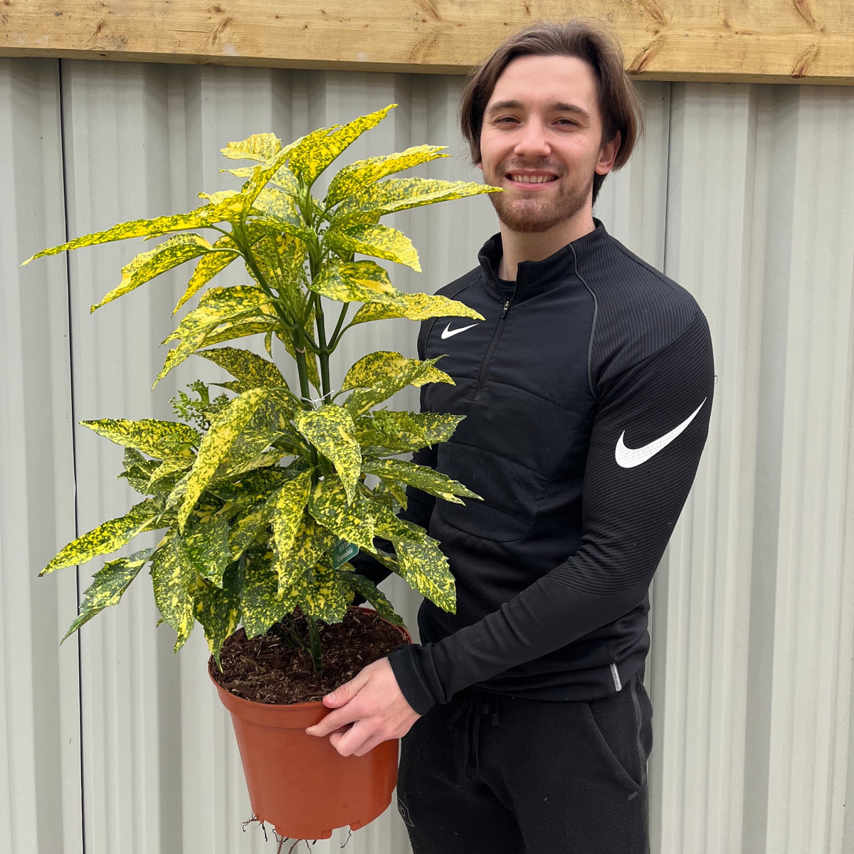 A person in a black Nike jacket smiles while holding an Aucuba Spotted Laurel 2L / 5L, an evergreen shrub with green and yellow variegated leaves, standing in front of a gray corrugated wall with wooden trim.