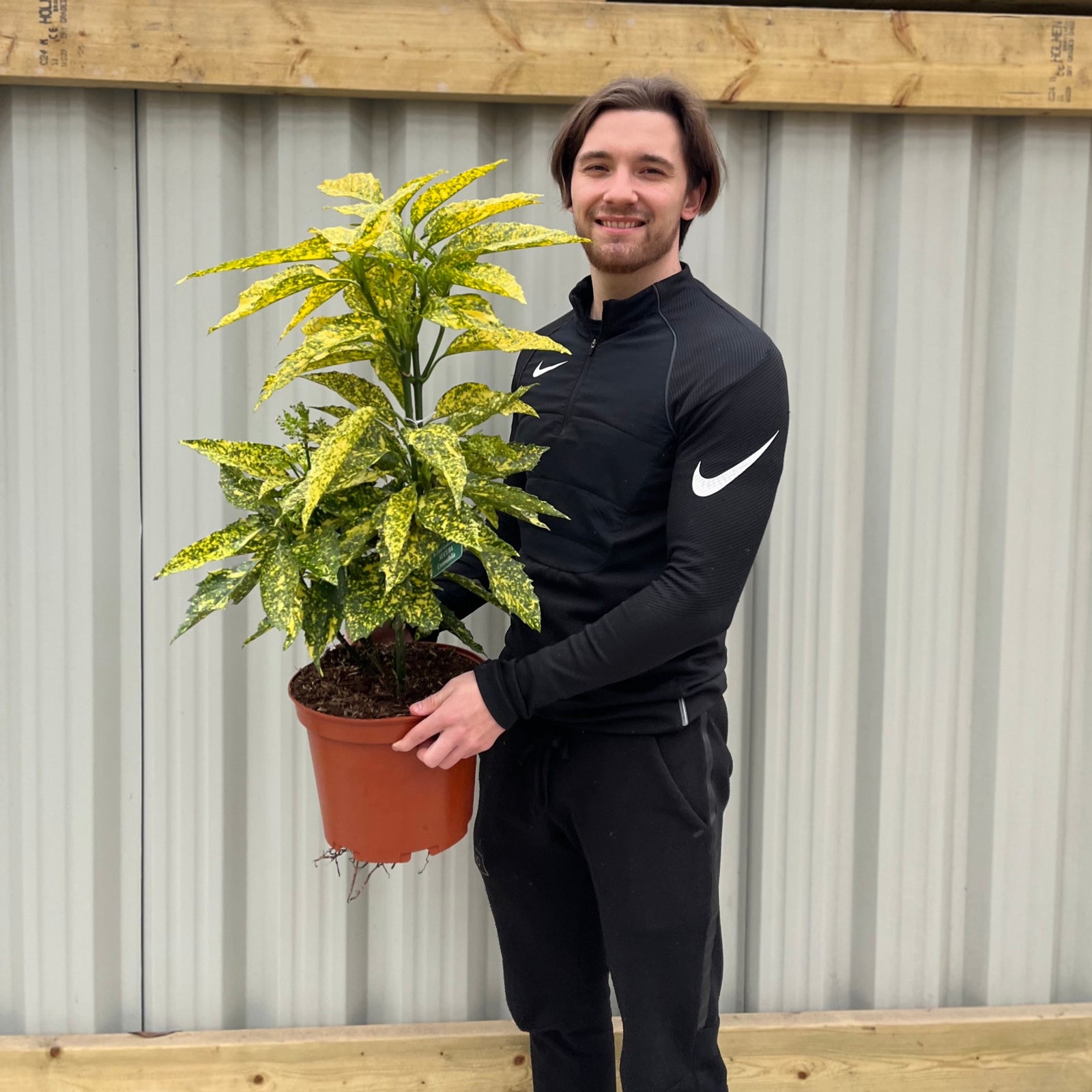 A person in a black Nike jacket smiles while holding an Aucuba Spotted Laurel 2L / 5L, an evergreen shrub with green and yellow variegated leaves, standing in front of a gray corrugated wall with wooden trim.