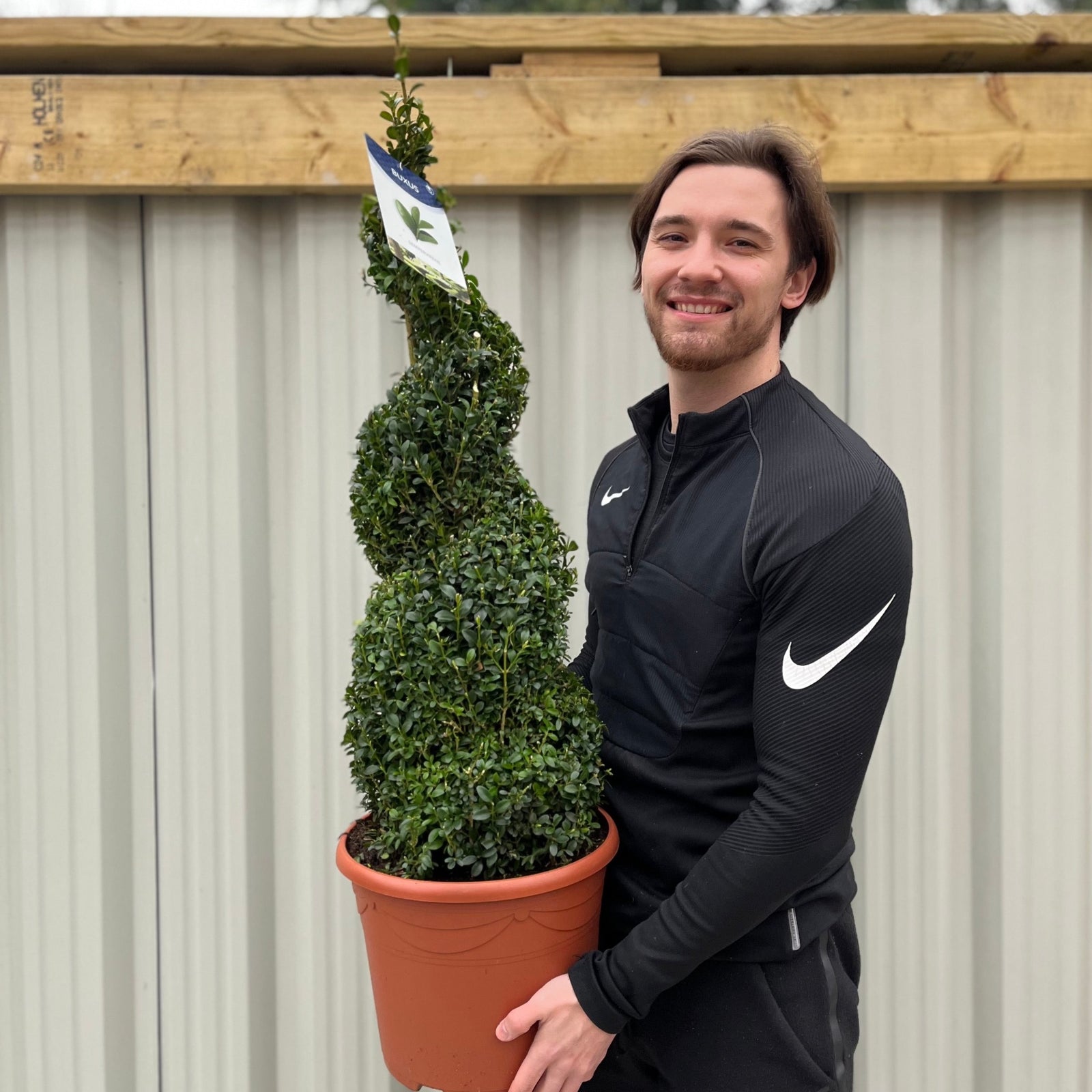 A smiling person in a black Nike jacket holds the Buxus Spiral | Buxus sempervirens Topiary | Box Spiral, a striking garden focal point, in front of a wooden fence and corrugated metal wall.