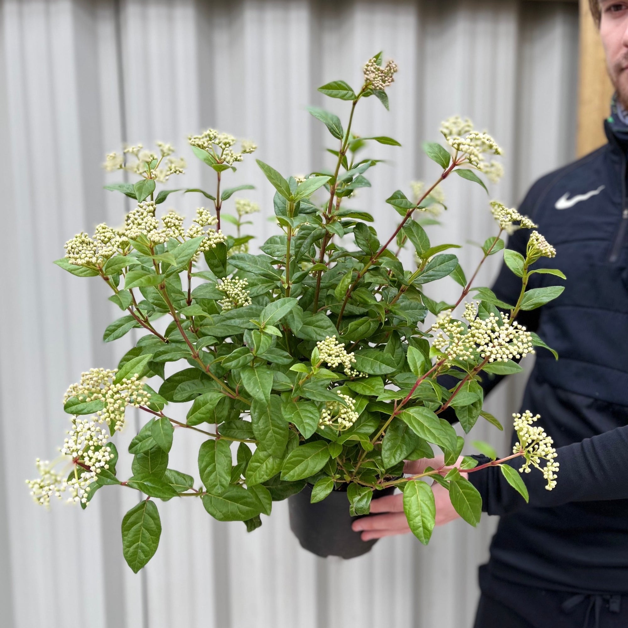 Viburnum tinus Laurustinus 2L