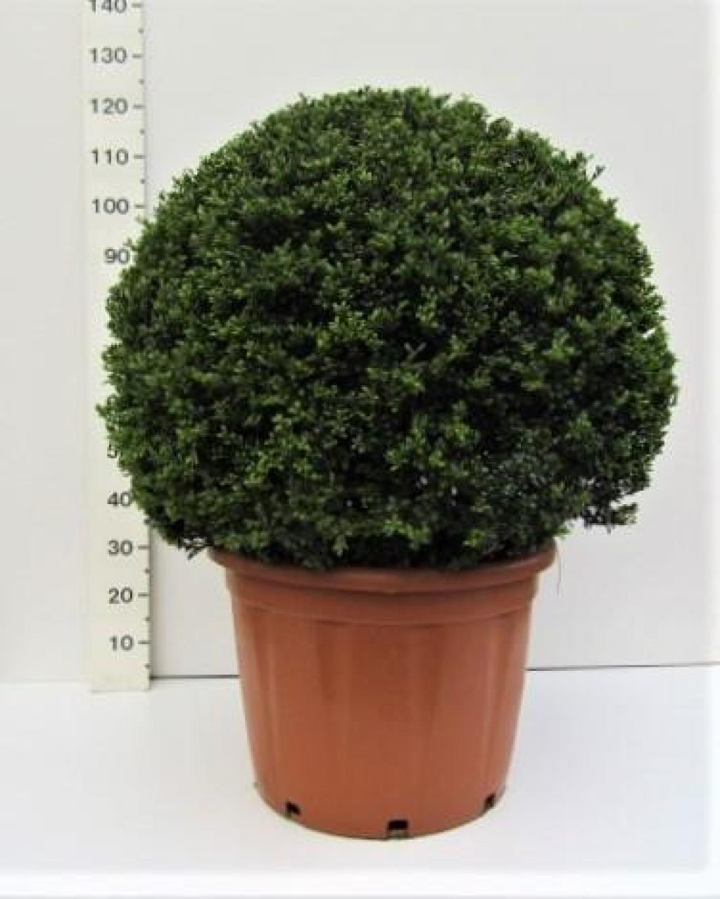 Established Ilex Crenata Convexa Ball 60L (1.2m)