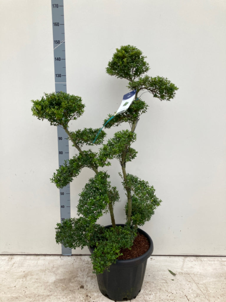 Established Ilex Crenata Bonsai Tree 30L (160cm)