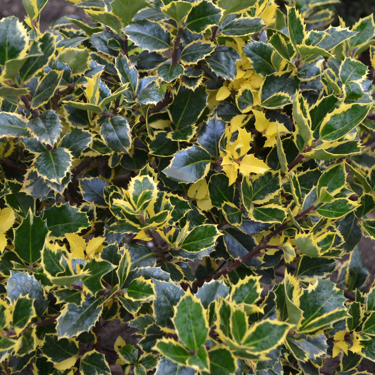 Ilex x altaclarensis  &#39;Golden King&#39; | Variegated Holly 9cm / 2L