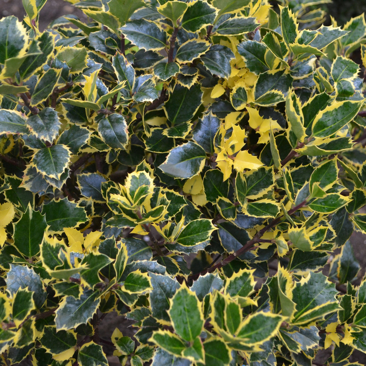 Ilex &#39;Golden King&#39; | Variegated Holly 5L