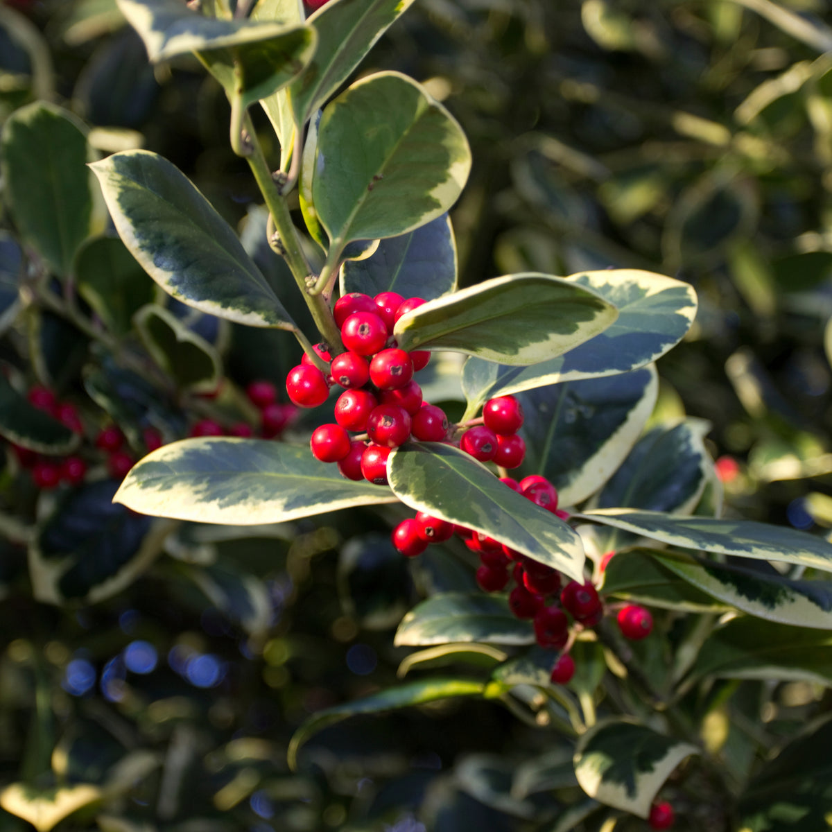 Ilex x altaclarensis  &#39;Golden King&#39; | Variegated Holly 9cm / 2L