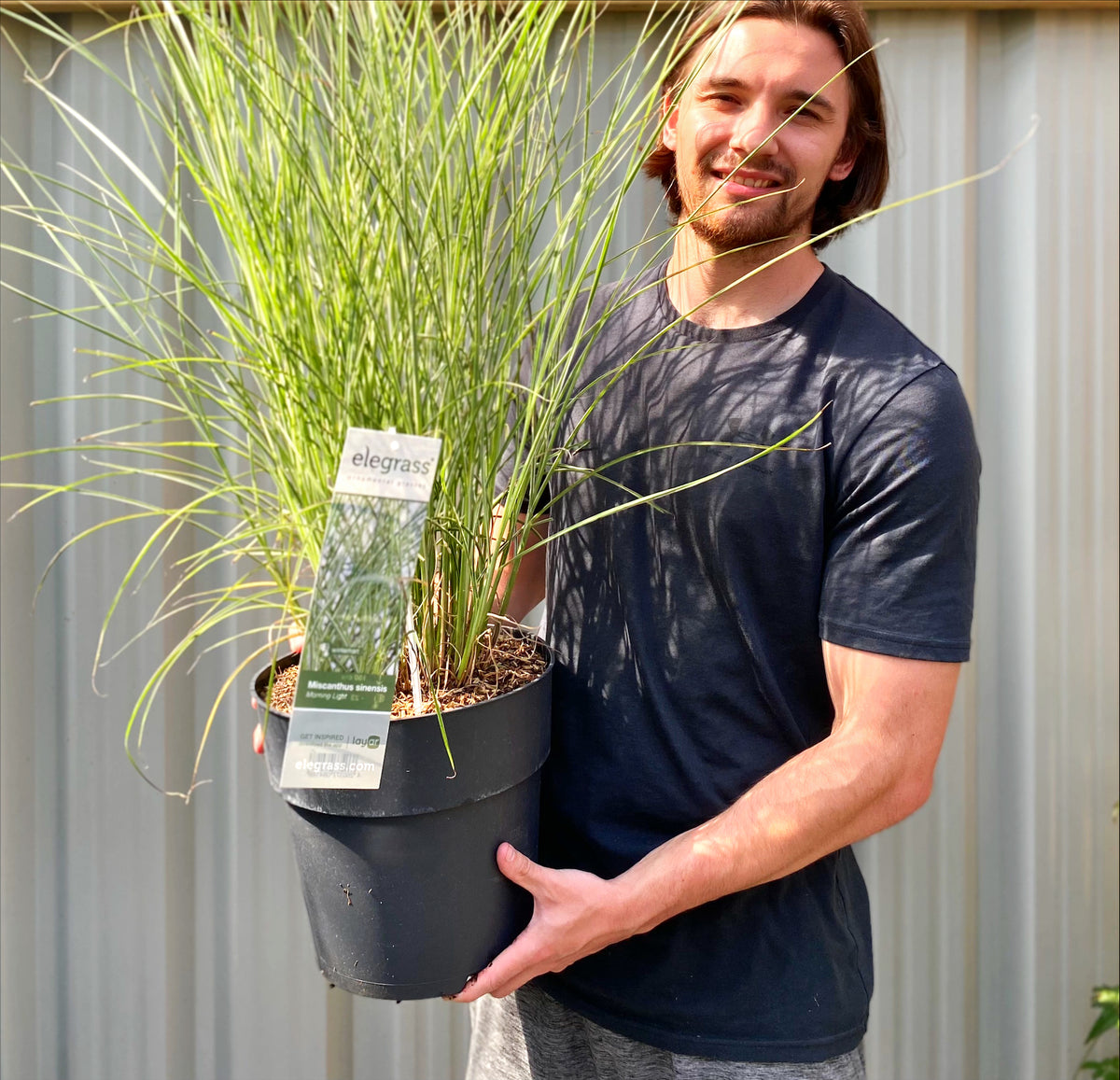 A smiling man with long hair and a dark t-shirt holds a large pot of Miscanthus sinensis Morning Light 2L / 10L outdoors, with an elegrass plant tag, standing in front of a corrugated metal wall.