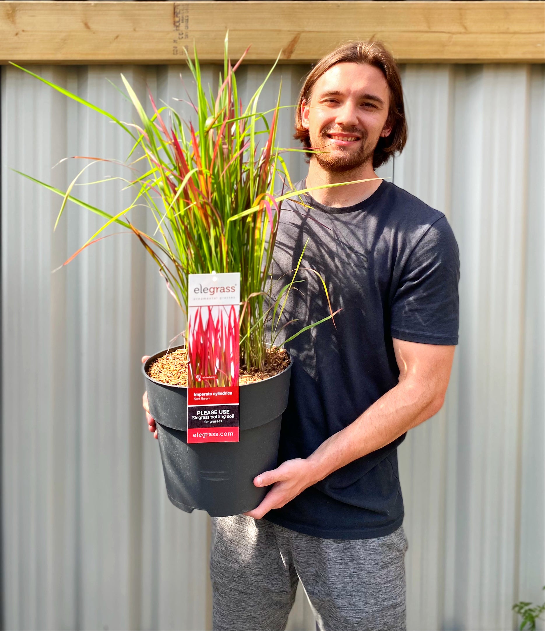 Imperata cylindrica Red Baron - Japanese Blood Grass