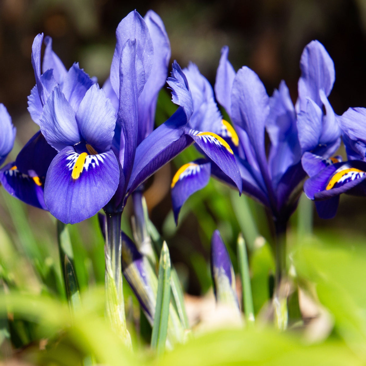 Close-up of Dwarf Iris &#39;Reticulata Blue&#39;—vibrant purple blooms with yellow and white markings, set among green leaves in sunlight. Perfect for garden containers. Pack contains 8 bulbs.