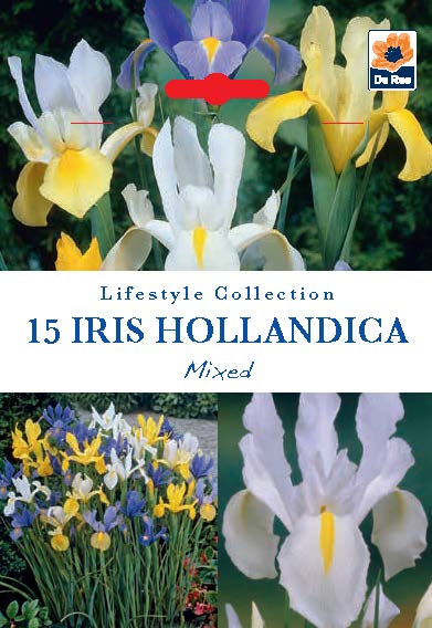 Iris Hollandica Bulbs Mix - Dutch Iris Bulbs (15 Bulbs)