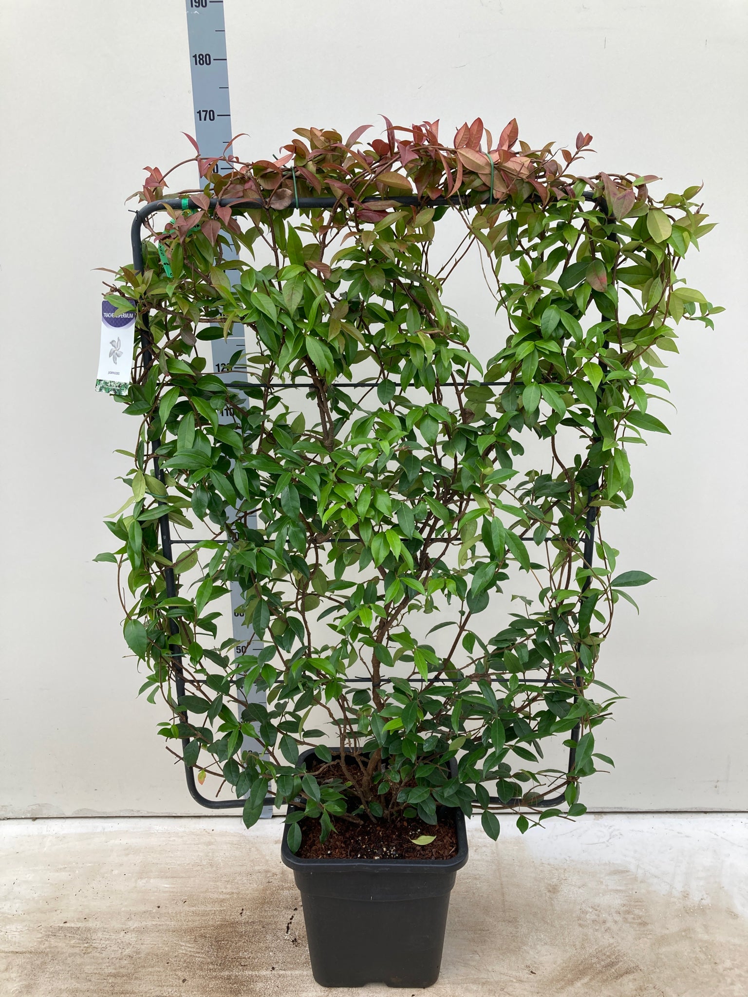 Evergreen Jasmine on Frame (Trachelospermum) 5ft - 160cm