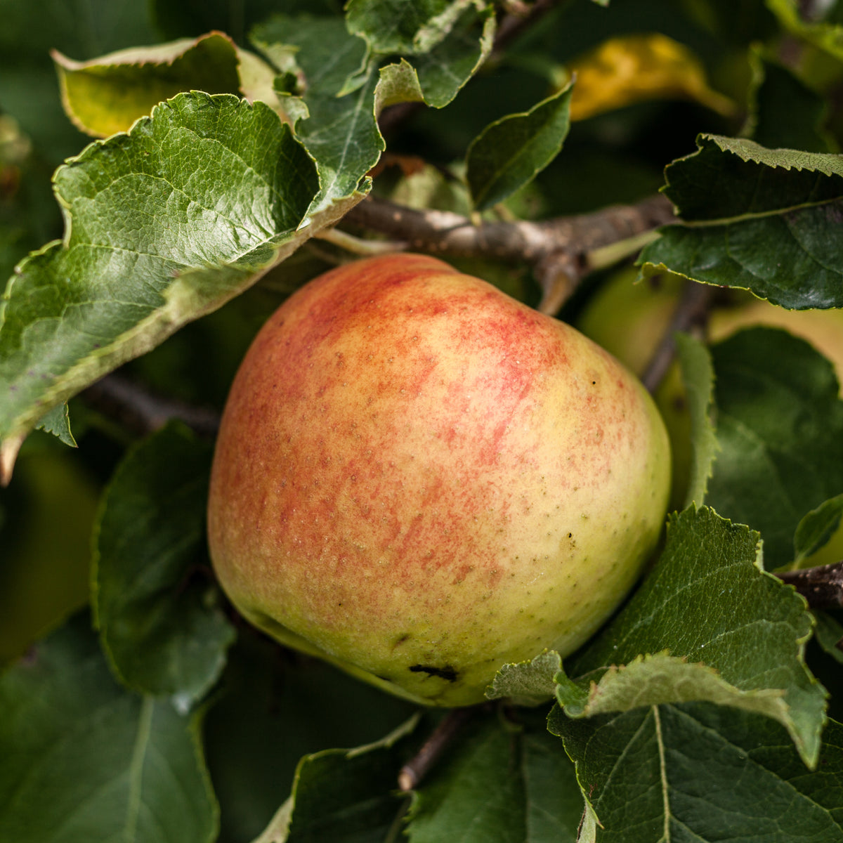 A close-up of a ripe Dometica &#39;Jonagold&#39; apple with red and green skin on a Dwarf/Patio Apple Tree, surrounded by green leaves.