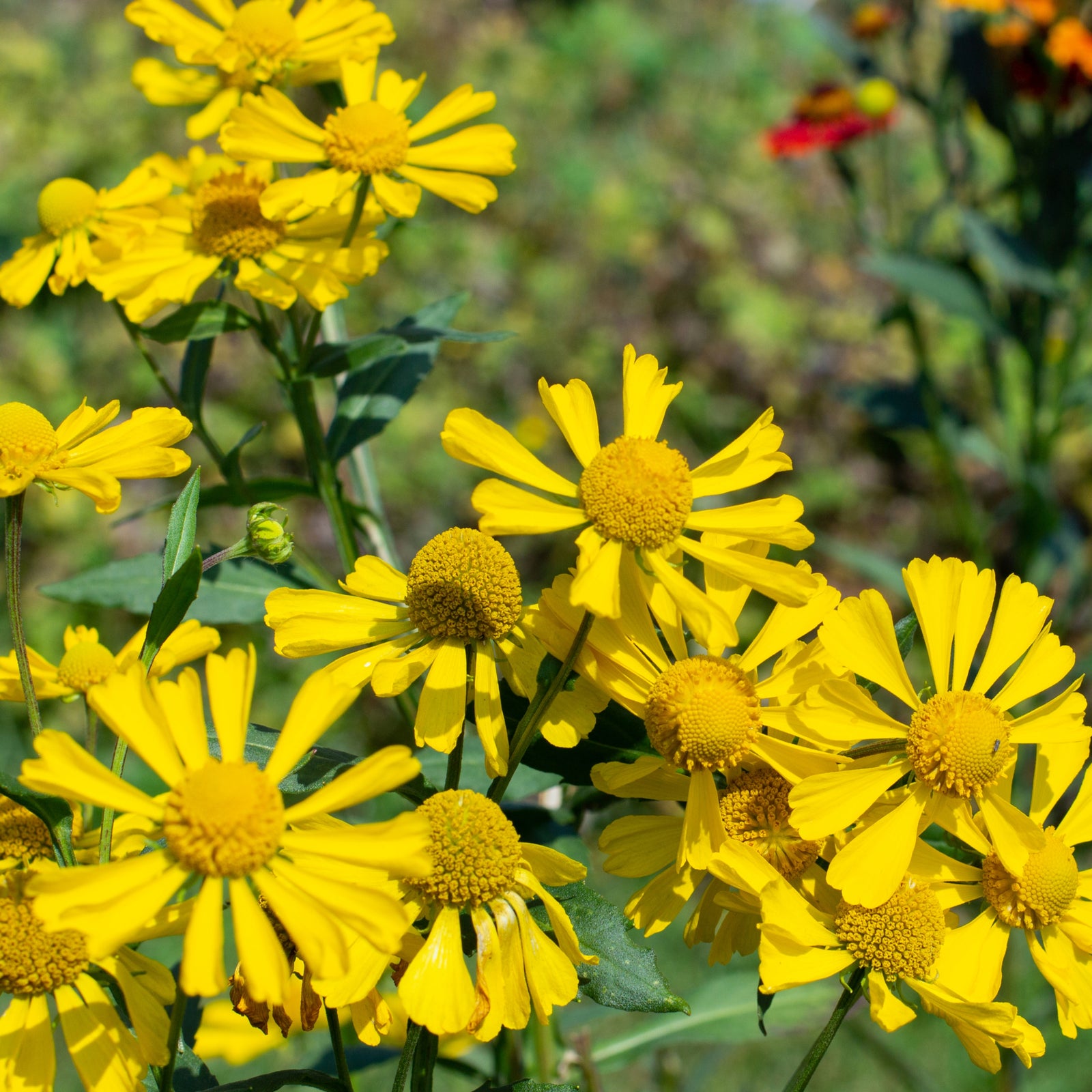 Helenium 'Kanaria' 1L features bright yellow blooms with round centers and elongated petals, adding vibrant color to garden beds and attracting wildlife. Ideal for sunlit spaces and wildlife-friendly gardens.