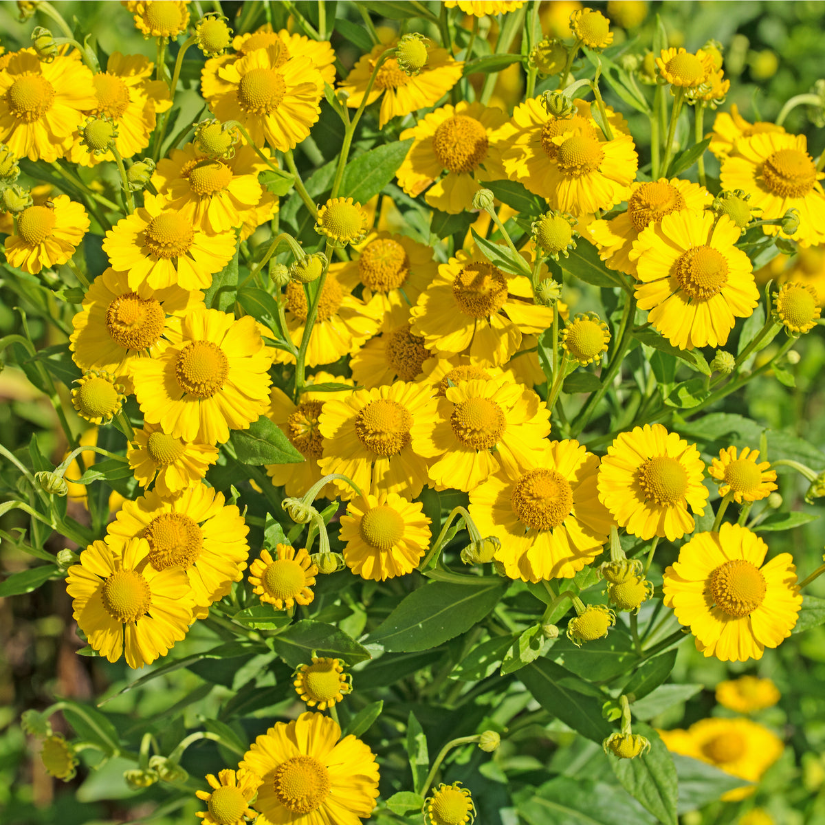 Helenium &#39;Kanaria&#39; 1L adds vibrant yellow blooms to wildlife-friendly gardens, making these perennials a colorful choice for nature enthusiasts.