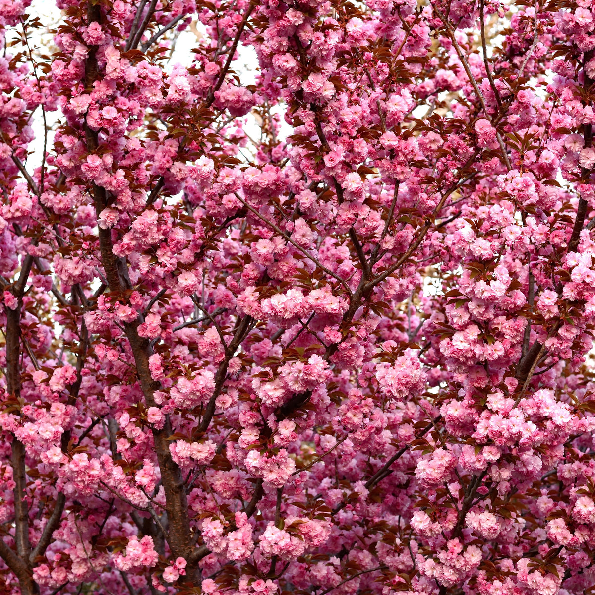 The Prunus serrulata &#39;Kanzan&#39; Ornamental Flowering Cherry Blossom Tree (dwarf, 2 sizes) bursts with dense branches of vibrant pink double blossoms, creating a lush and colorful spring display.