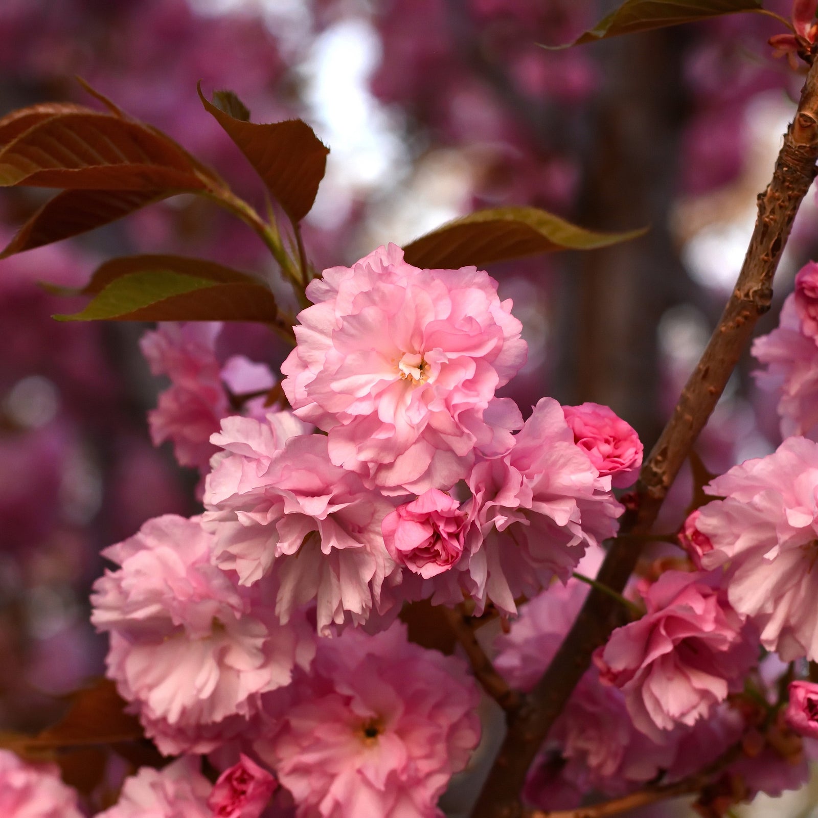 Close-up of vibrant pink blooms on a Prunus serrulata 'Kanzan' (Ornamental Flowering Cherry Blossom Tree Dwarf), with green leaves and a blurred background of similar blossoms; available in 2 sizes.