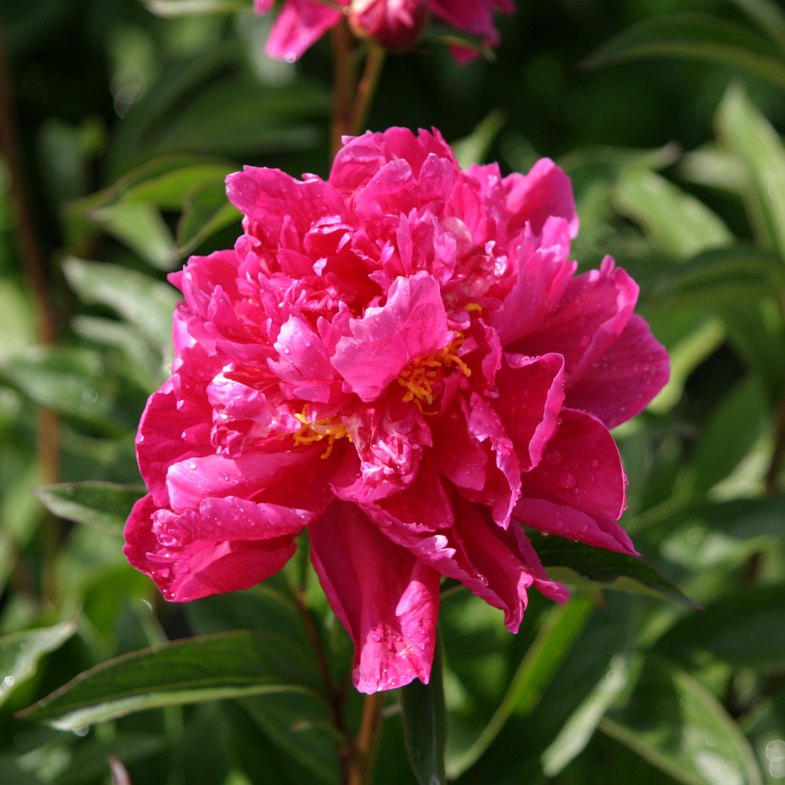 Peony 'Karl Rosenfield' 1L