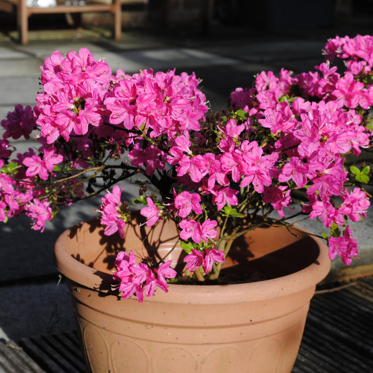 The Azalea &#39;Kermesina Rose&#39; 1L, with vivid pink blooms in a terracotta pot, adds a stunning touch to your patio or garden display, especially when sunlight highlights its vibrant flowers.