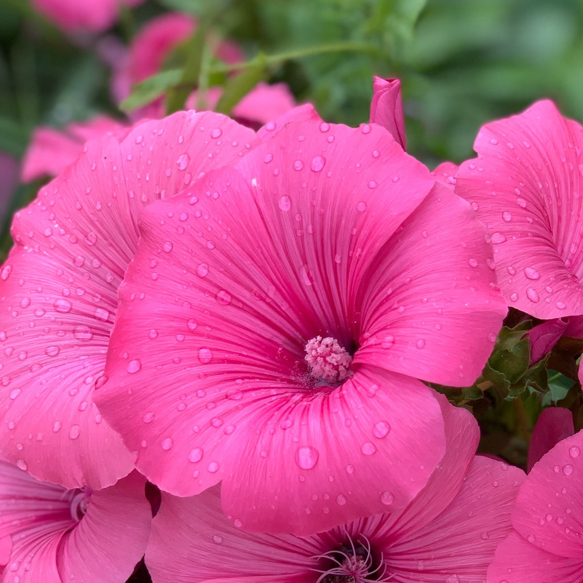 Close-up of Lavatera &#39;Burgundy Wine&#39; (9cm/2L/3L), displaying vibrant burgundy-red blooms with delicate, water-dappled petals set against lush green foliage—ideal for adding natural beauty to garden borders after rain.