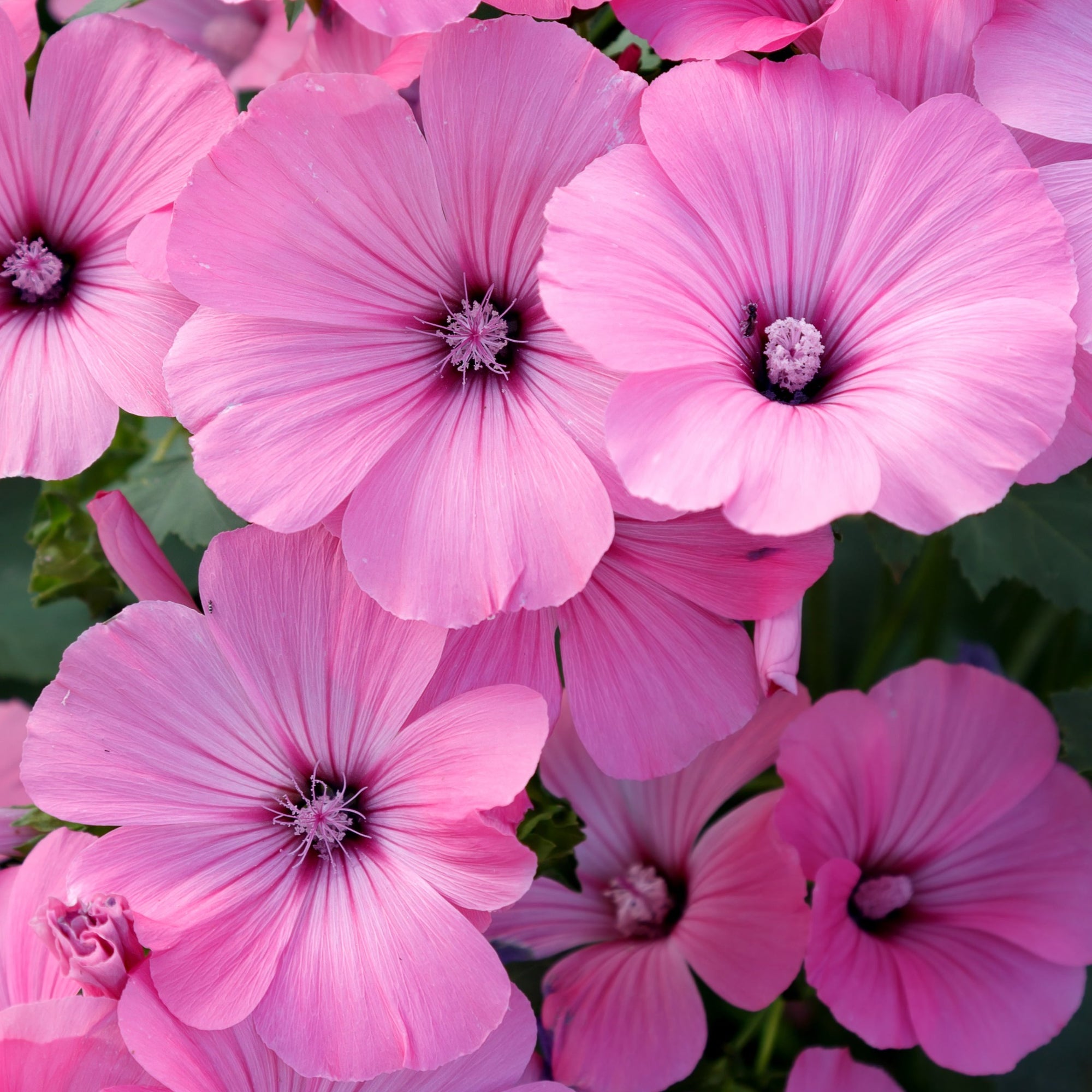 Lavatera 'Rosea' 2L