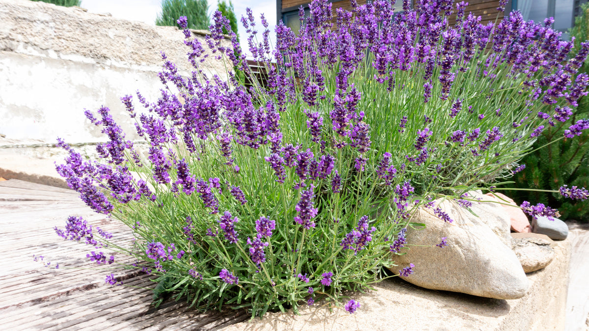 A vibrant lavender bush, part of 5 Perennials for a Sunny Site, thrives in full sun with striking purple blooms beside rocks, complemented by a wooden deck and white wall in the background.