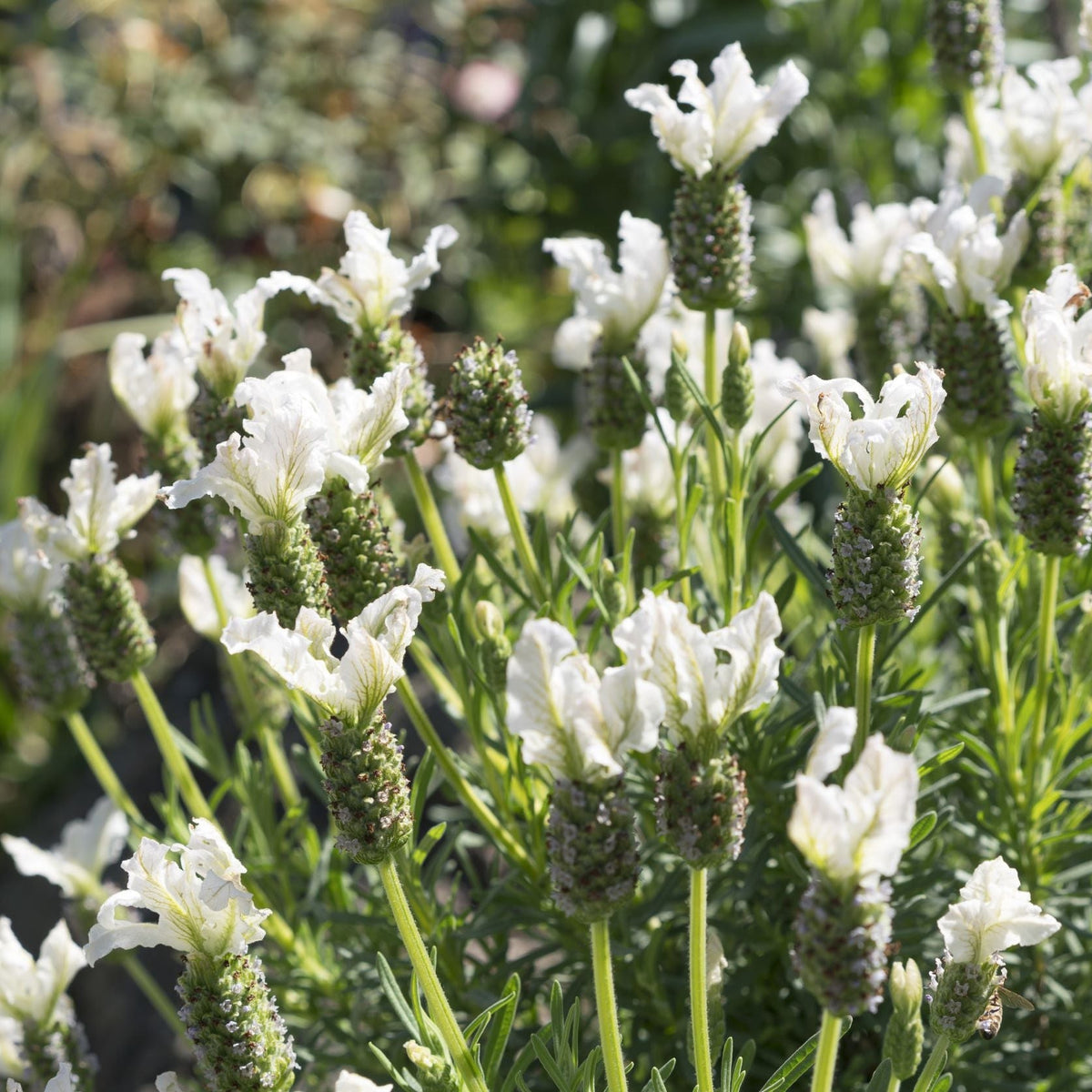 Lavender stoechas &#39;Javelin White&#39; (9cm/1.5L) features upright, pale white blooms and green stems flourishing in sunlight, with a softly blurred background that hints at other perennials and natural garden colors.