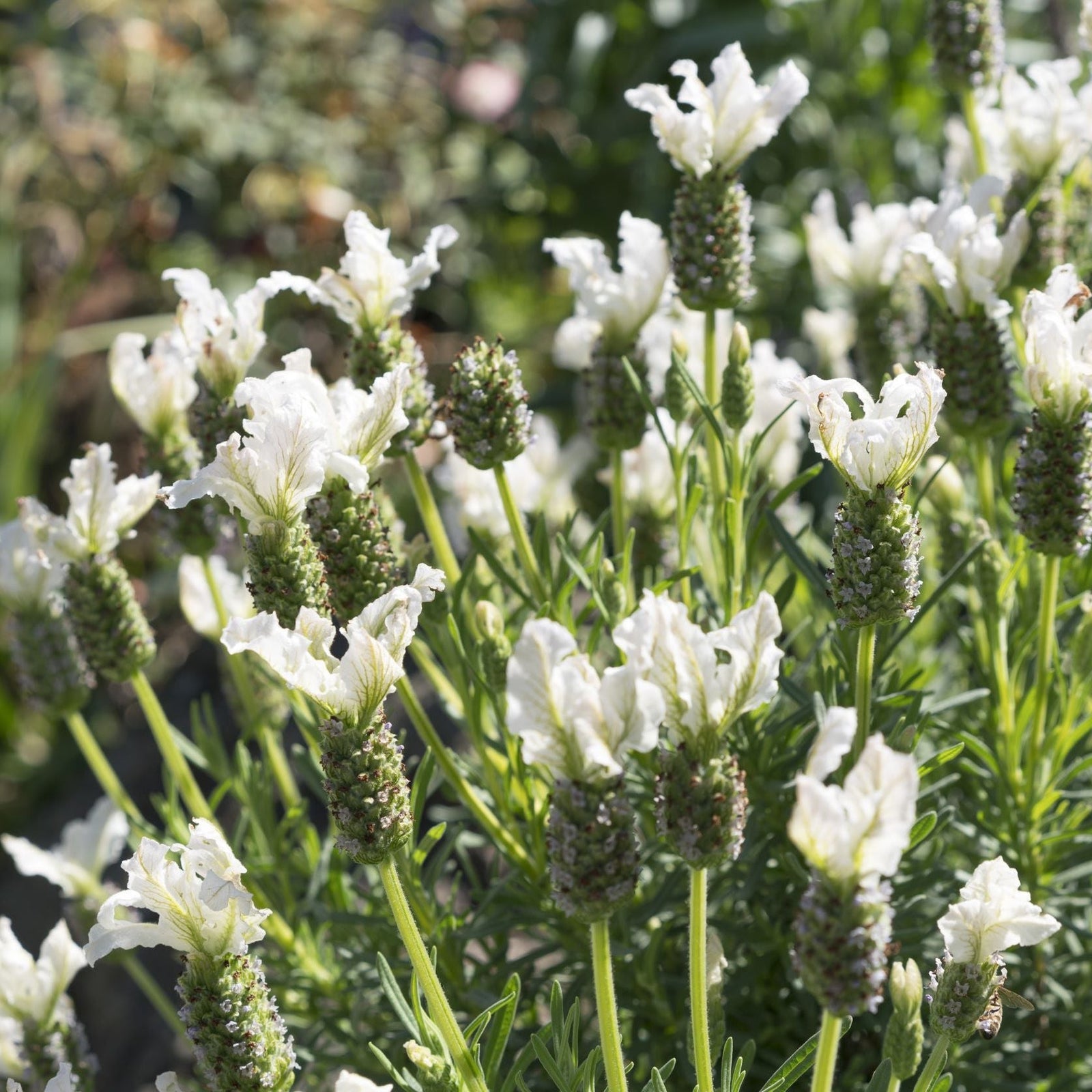 Lavender stoechas 'Javelin White' (9cm/1.5L) features upright, pale white blooms and green stems flourishing in sunlight, with a softly blurred background that hints at other perennials and natural garden colors.