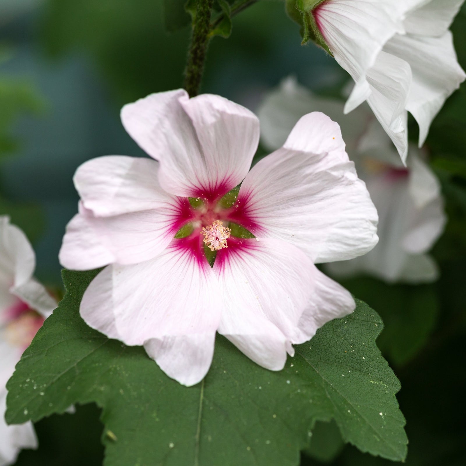 Lavatera 'Barnsley' 9cm / 2L