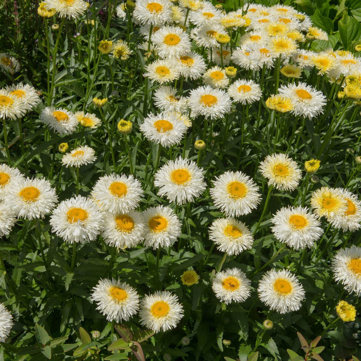 Leucanthemum Western Star &#39;Gemini&#39; 9cm