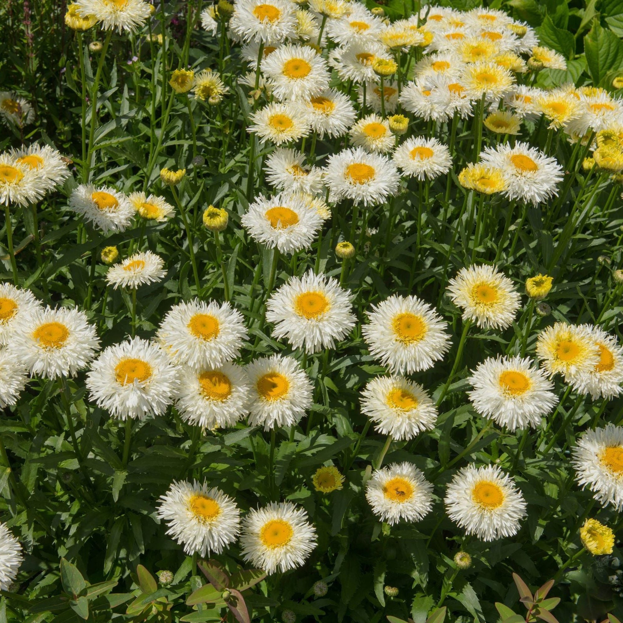 Leucanthemum Western Star 'Gemini' 9cm