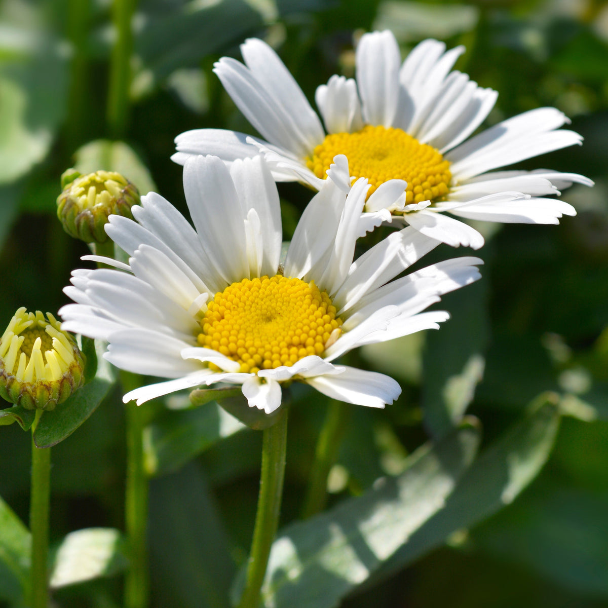 Leucanthemum &#39;Western Star Taurus&#39; 1.5L features two blooming Shasta daisies with bright yellow centers, green leaves, and two buds in sunlight—a cheerful perennial to brighten any garden.