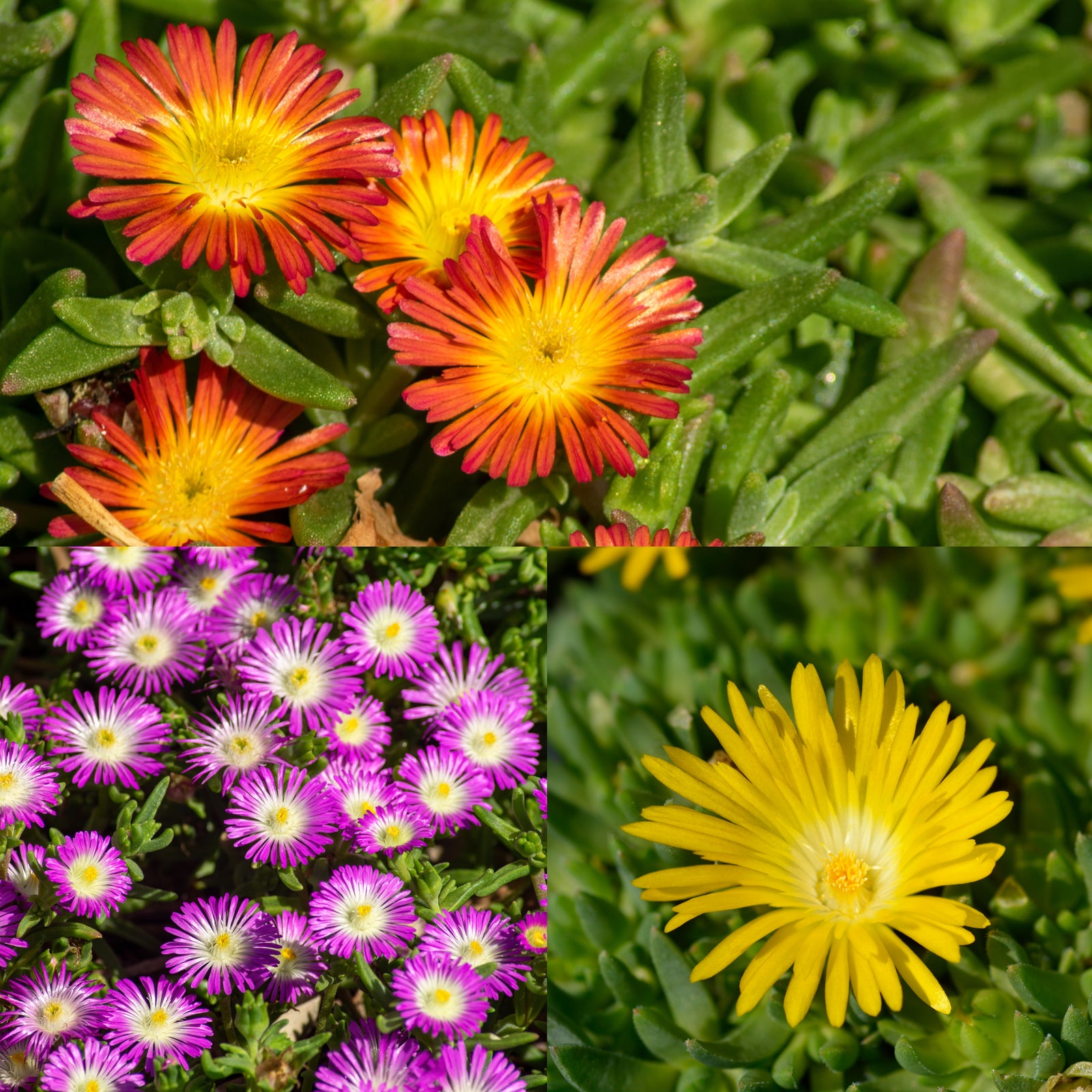 A collage highlighting drought-tolerant Delosperma 'Lido Mix' (Cooper's Ice Plant) 2L: red-orange spiky blooms (top left), clusters of purple and white (bottom left), and a single bright yellow flower (right) in lush green foliage.
