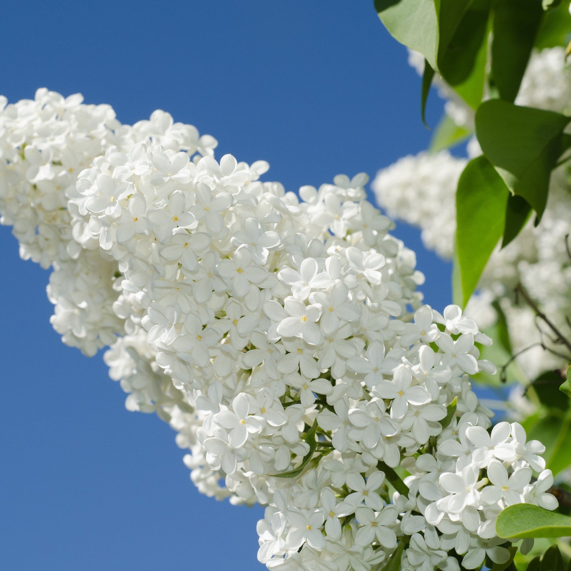 Syringa vulgaris 'Beauty of Moscow' (Common Lilac)