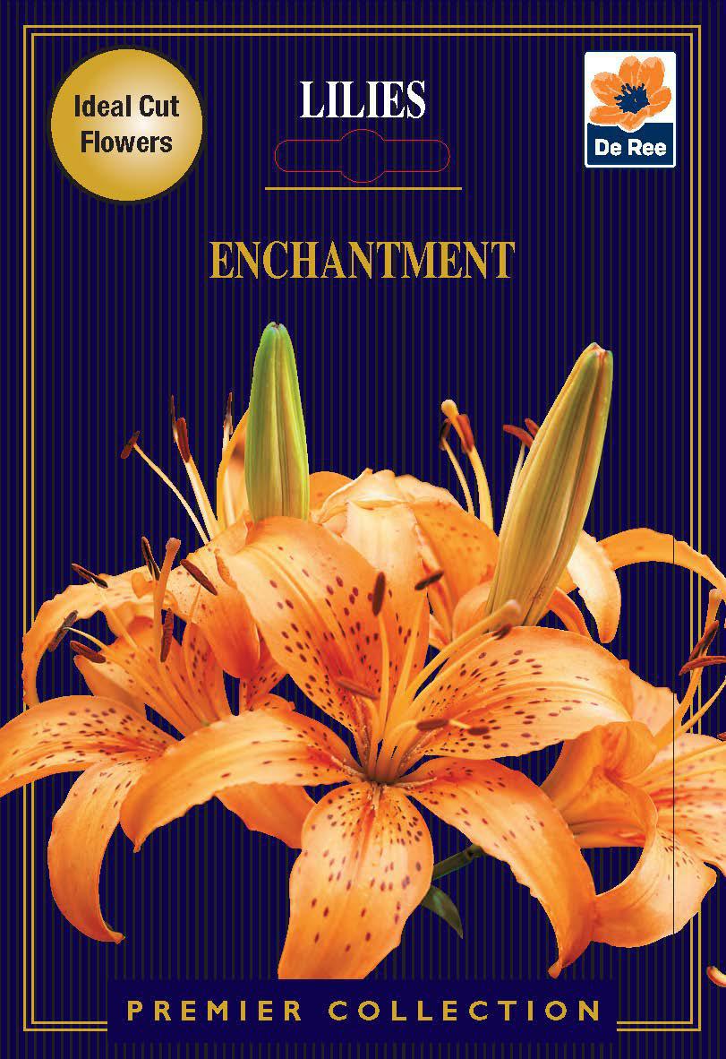 Lily | Lillium Enchantment | 2 Corms