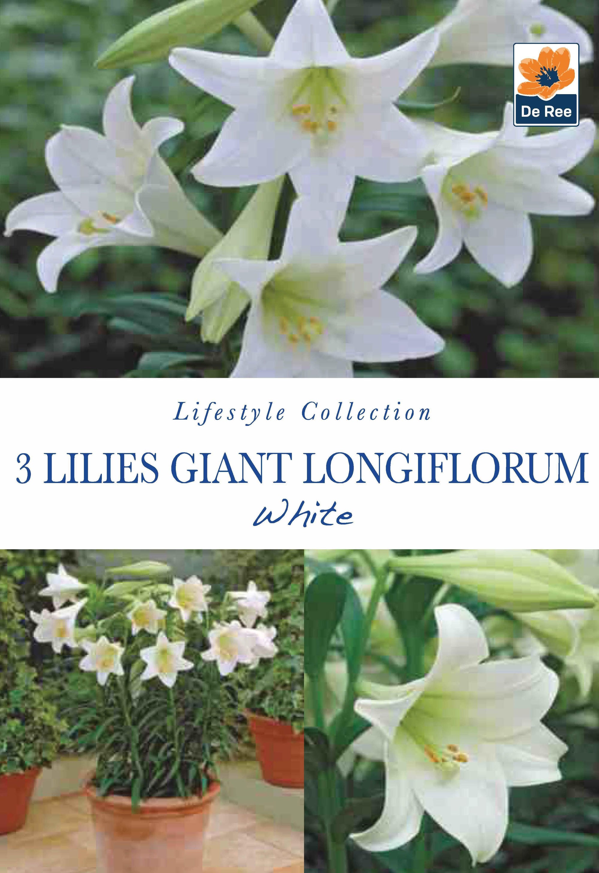 Lilies Giant longiflorum | White | 3 Bulbs