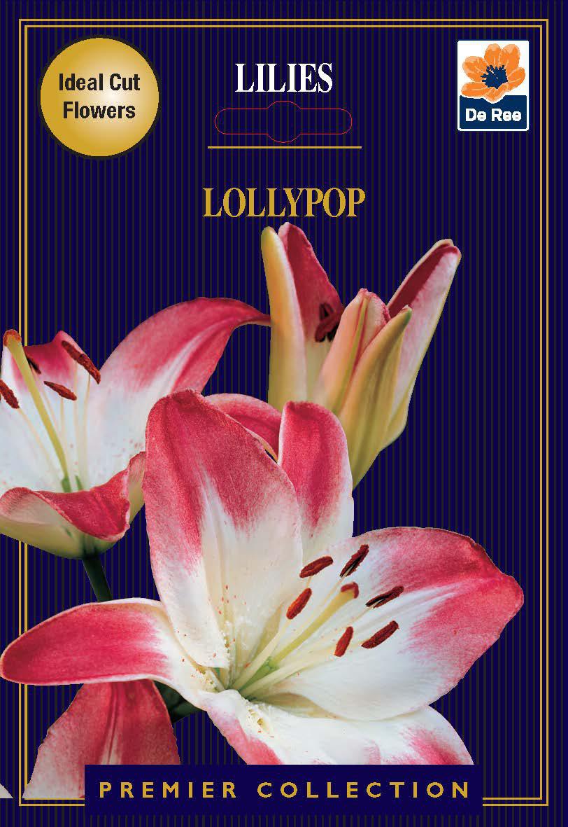 A packet labeled Lily | Lillium Lollypop | 2 Corms displays white lilies with pink-edged, large blooms, ideal for brightening summer gardens. The packaging shows the De Ree logo, gold Ideal Cut Flowers badge, and Premier Collection on navy stripes.
