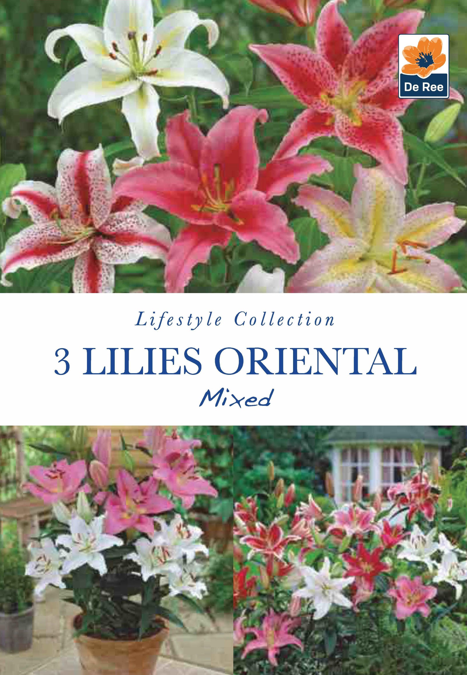 A pack labeled "Lilies Oriental | Mixed Colours | 3 Bulbs" features vibrant white, pink, and red fragrant lilies. Images show close-ups and potted arrangements, ideal for garden borders or as stunning cut flowers.