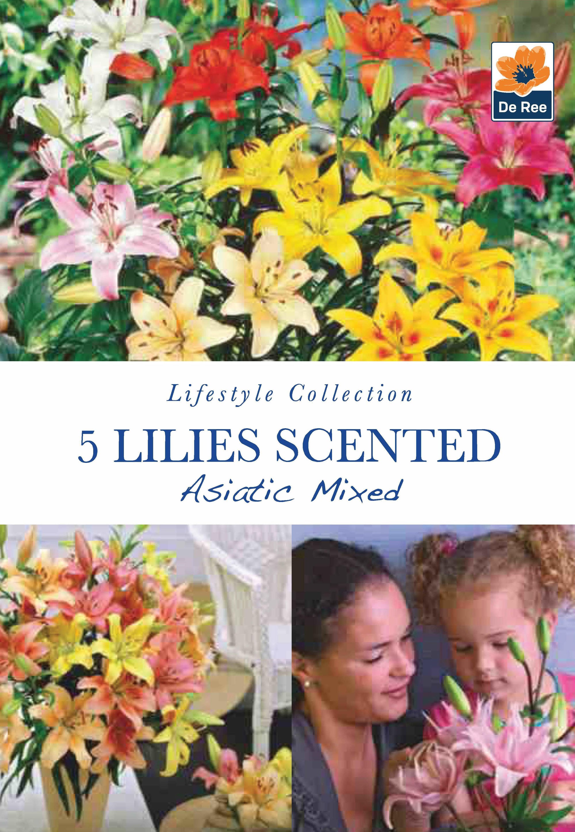 Lillies Scented |  Asiatic Mixed  | 5 Bulbs