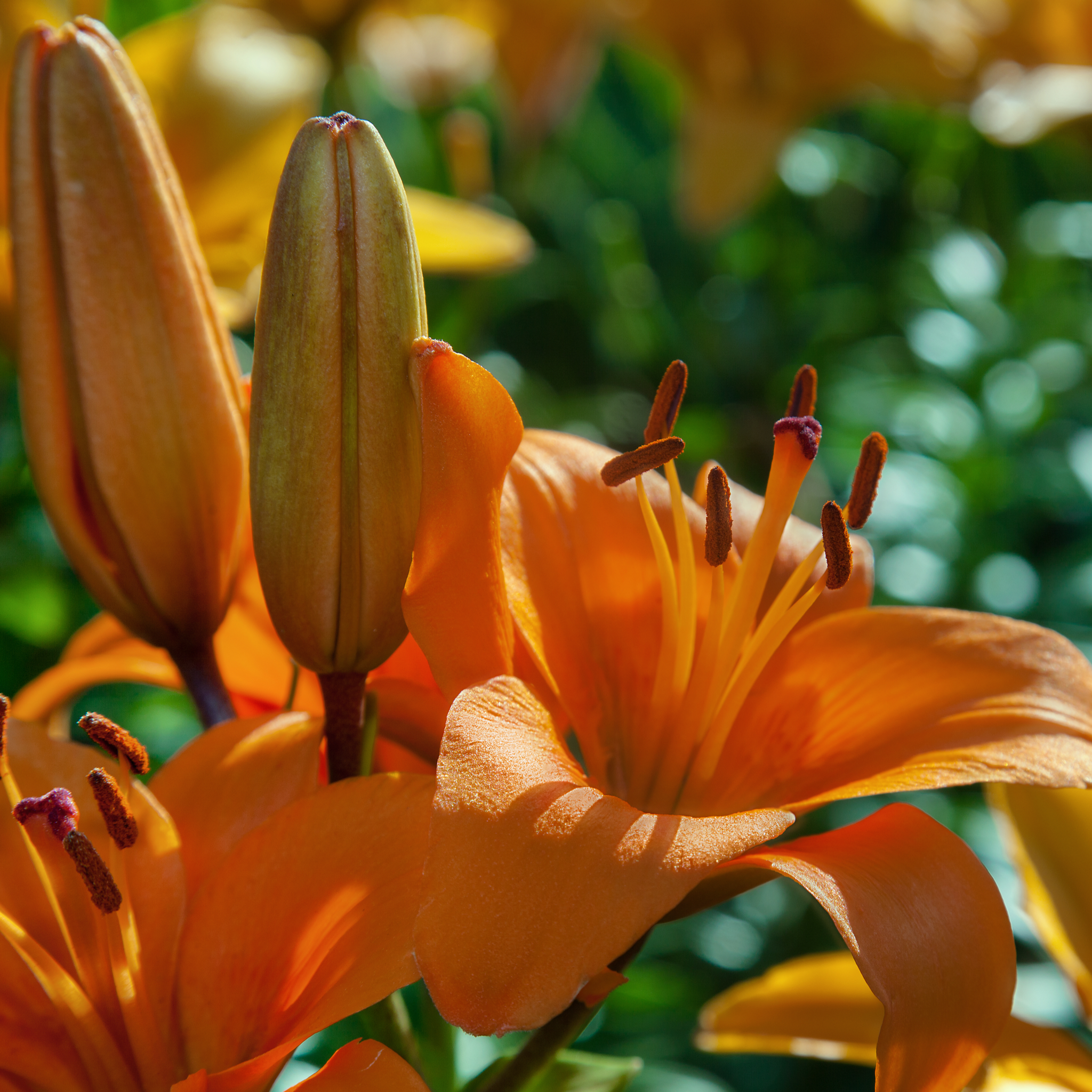 lily asiatic orange joy Lilium - Orange Joy (Asiatic Lily) 1L