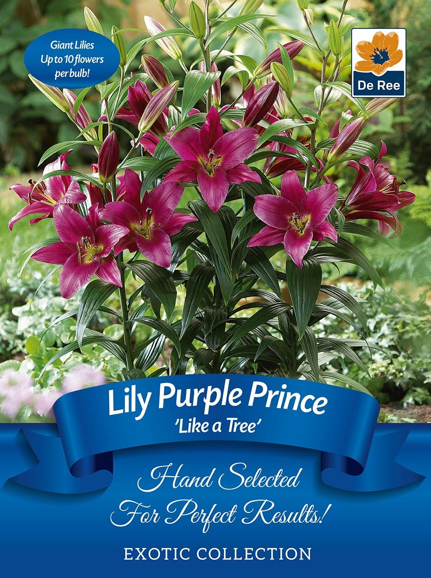 A plant label for Lily &#39;Like a Tree&#39; Purple Prince (Exotic Collection, 2 tubers) shows deep purple lilies with green leaves. Text highlights “Giant Lilies, Up to 10 large fragrant blooms per bulb,” and “Hand Selected For Perfect Results!”.
