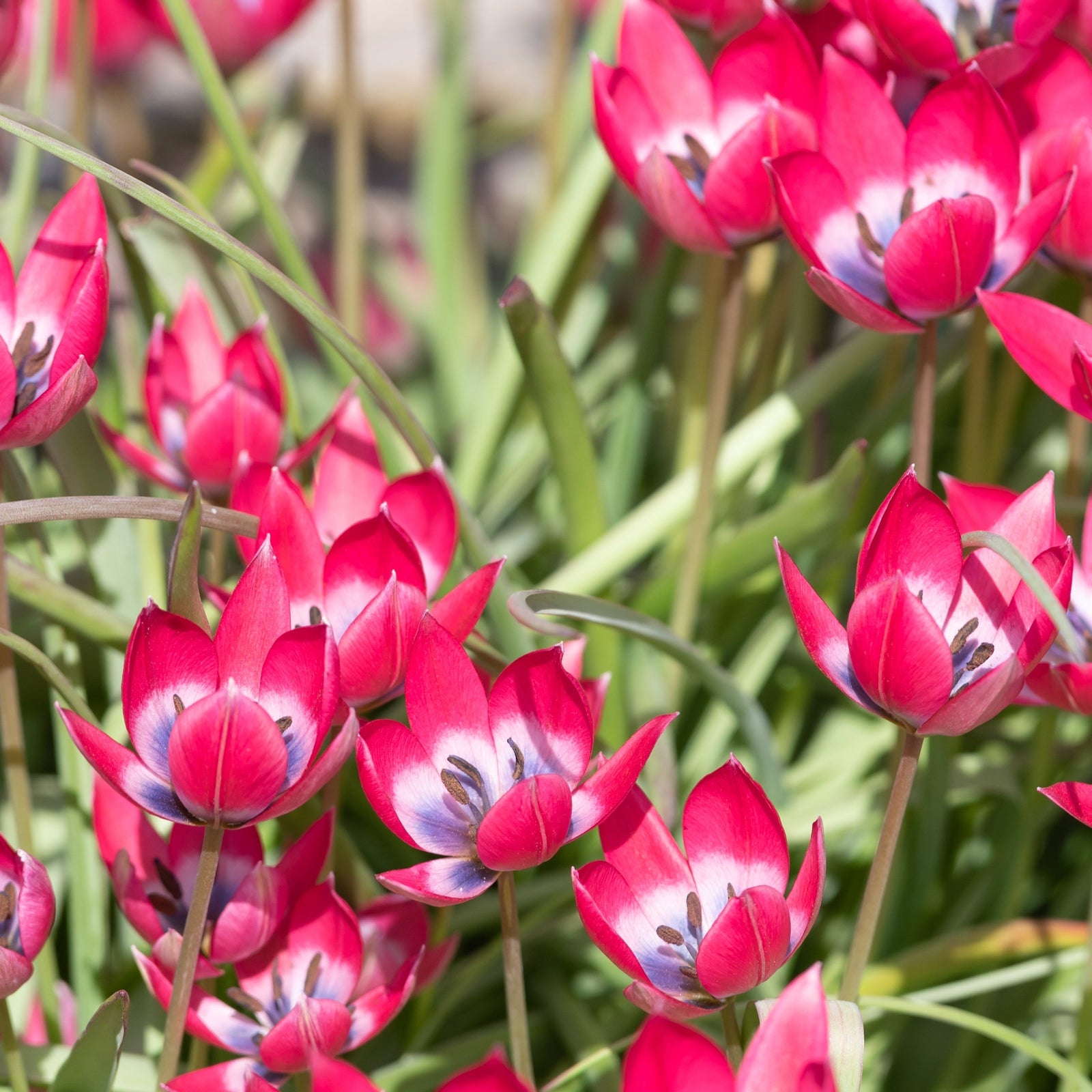 Pink and purple star-shaped Tulip linifolia 'Little Beauty' flowers with blue and white centers grow among green leaves and stones. The packaging features "Tulip linifolia 'Little Beauty' (8 Bulbs)" and the De Ree flower brand logo.